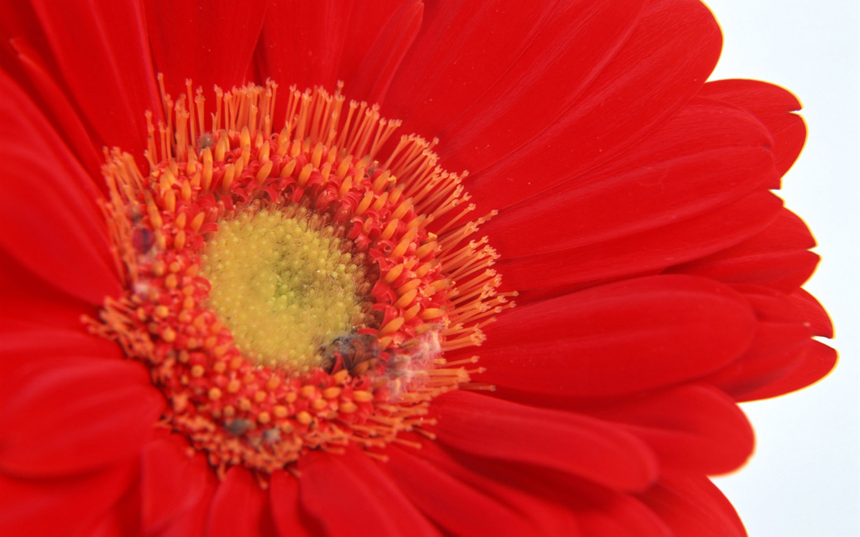 Flowers close-up (11) #12 - 1680x1050