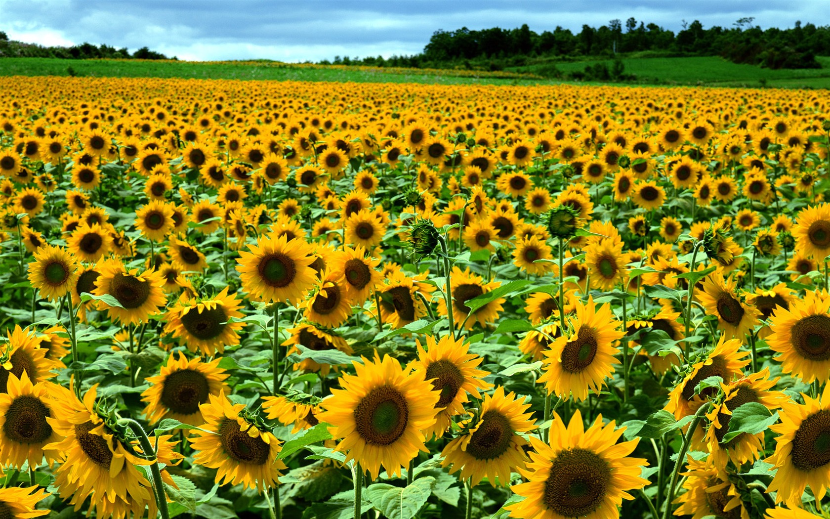 Flowers close-up (12) #4 - 1680x1050