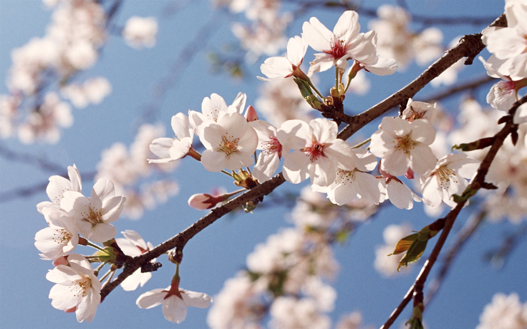 Flowers close-up (12) #6 - 1680x1050