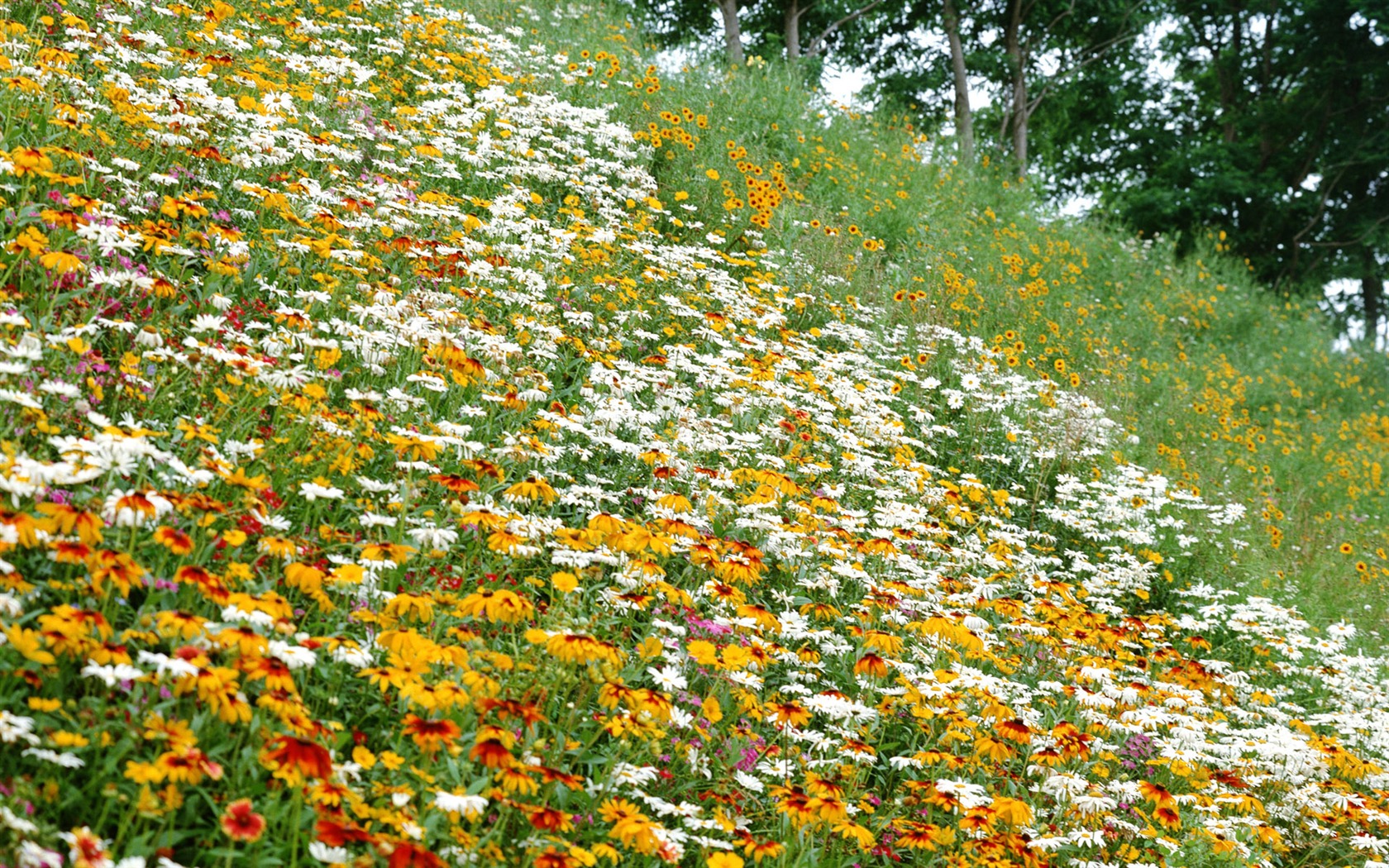 Flowers close-up (12) #14 - 1680x1050