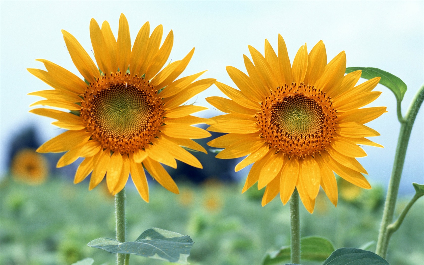 Flowers close-up (12) #19 - 1680x1050