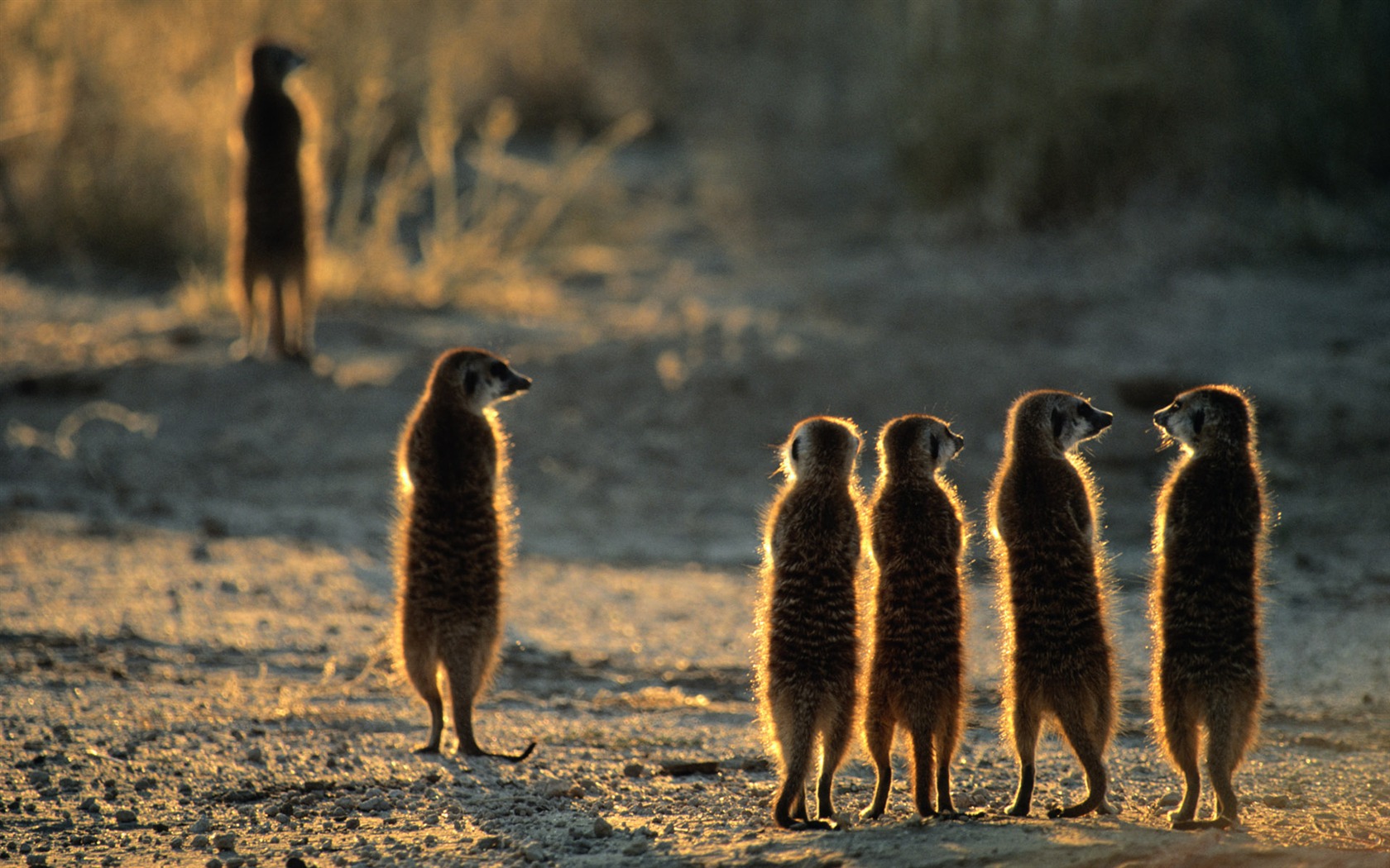 Animal Widescreen Wallpapers Collection (1) #8 - 1680x1050