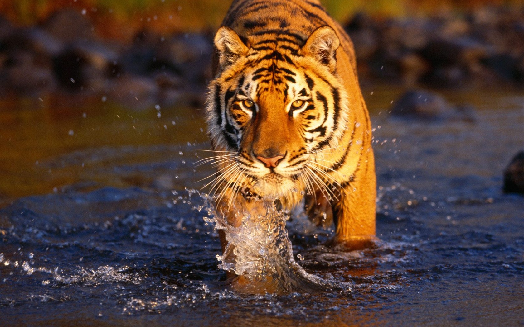 Tiger Foto tapety (2) #1 - 1680x1050