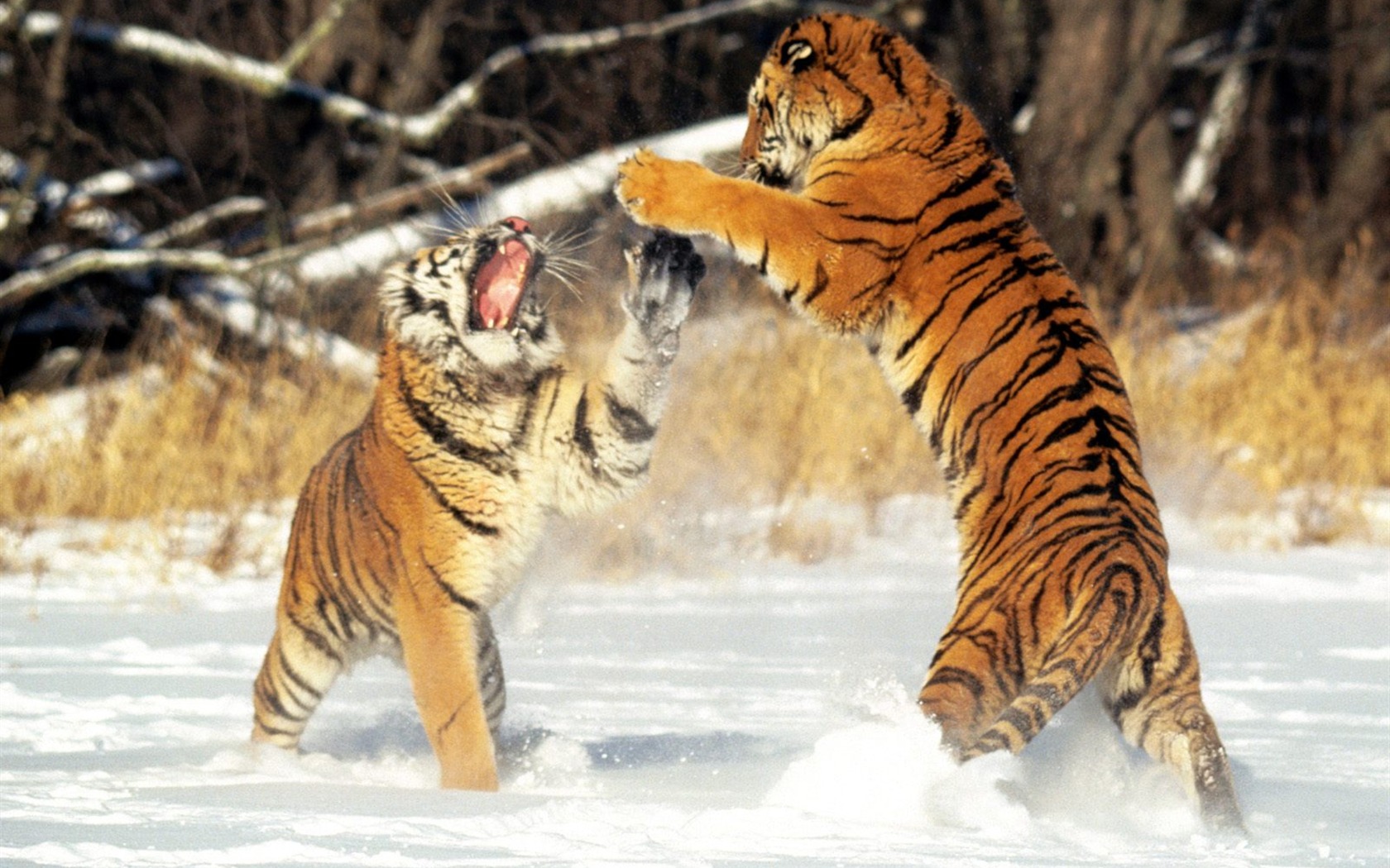 Tiger Foto tapety (2) #4 - 1680x1050