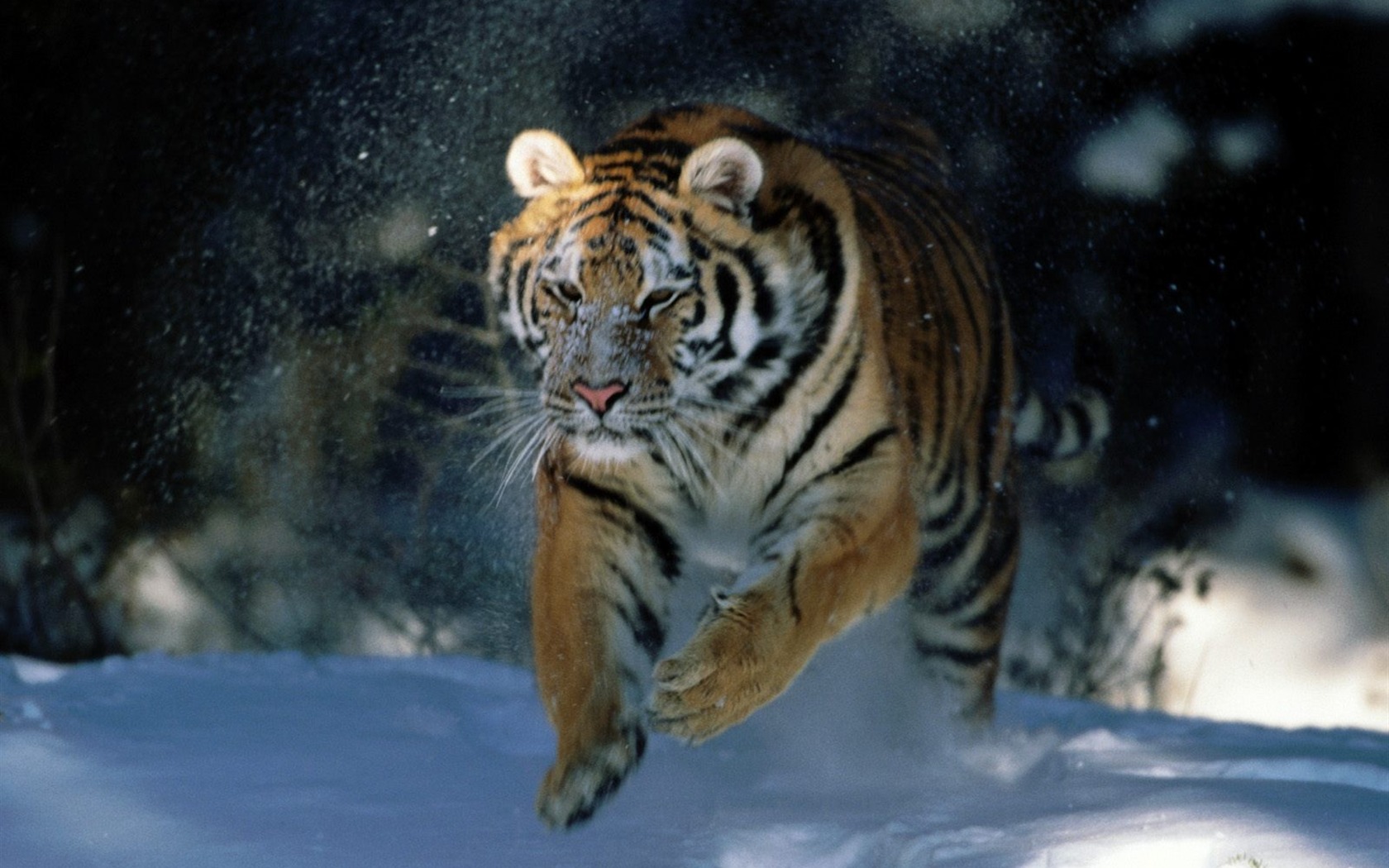 Tiger Photo Wallpaper (2) #11 - 1680x1050