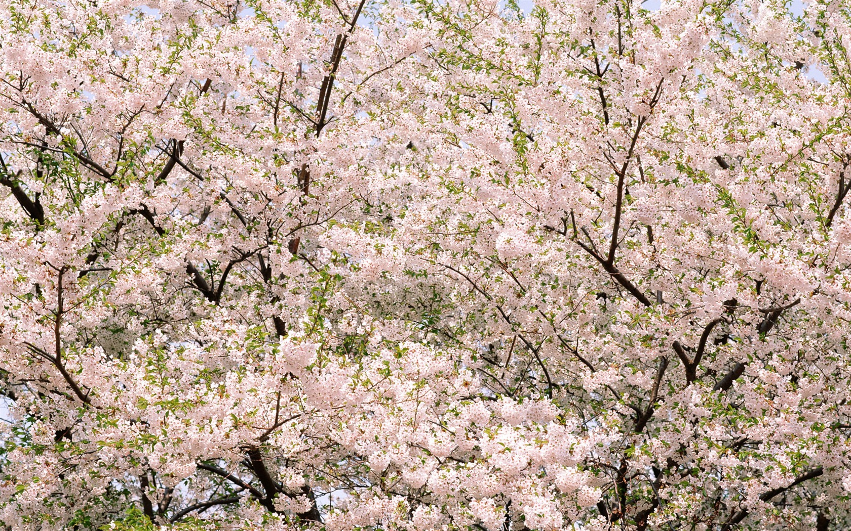 Flowers close-up (16) #4 - 1680x1050