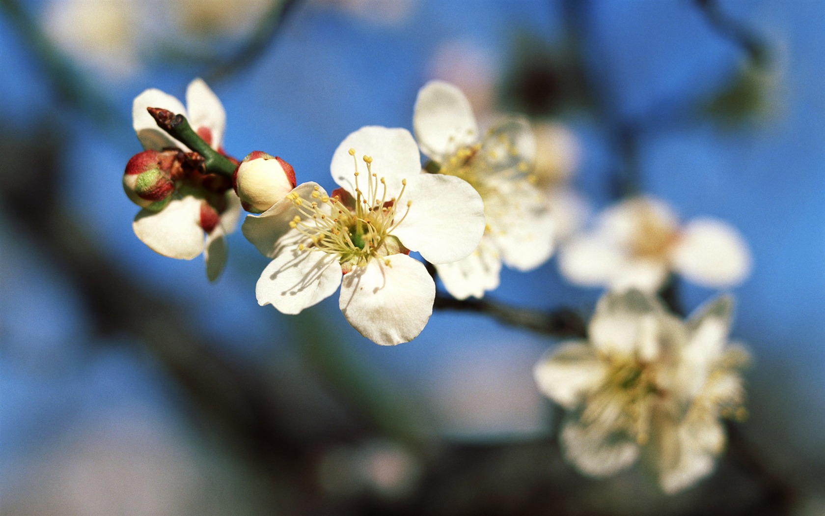 Flowers close-up (16) #6 - 1680x1050