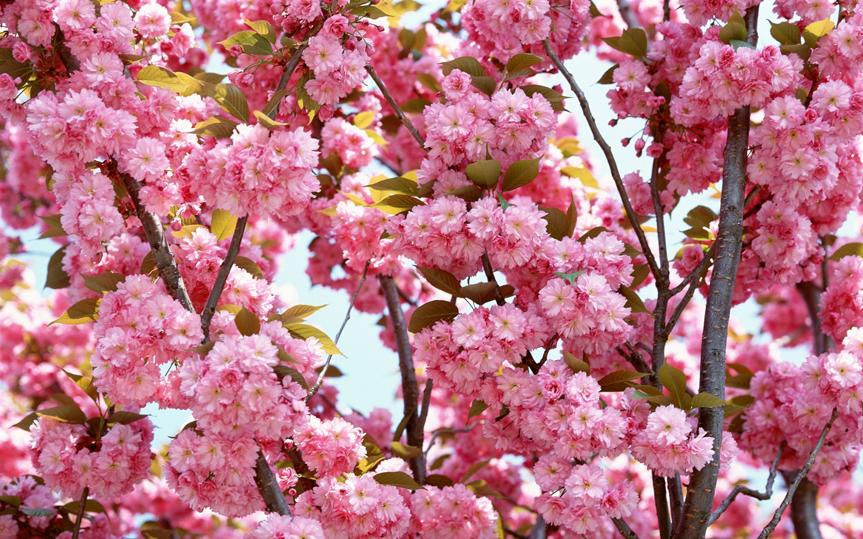 Flowers close-up (16) #20 - 1680x1050