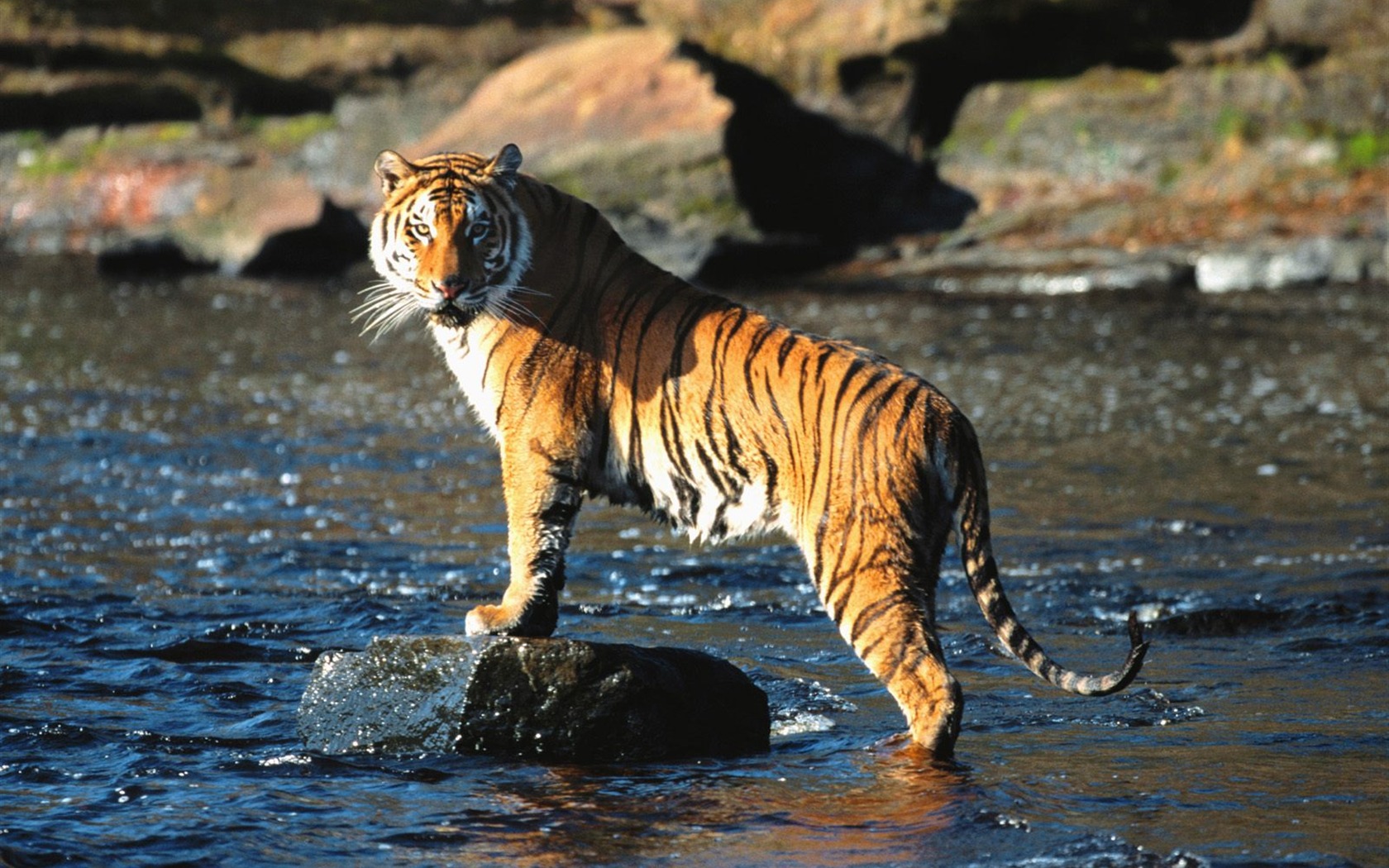 Tiger Photo Wallpaper (3) #4 - 1680x1050