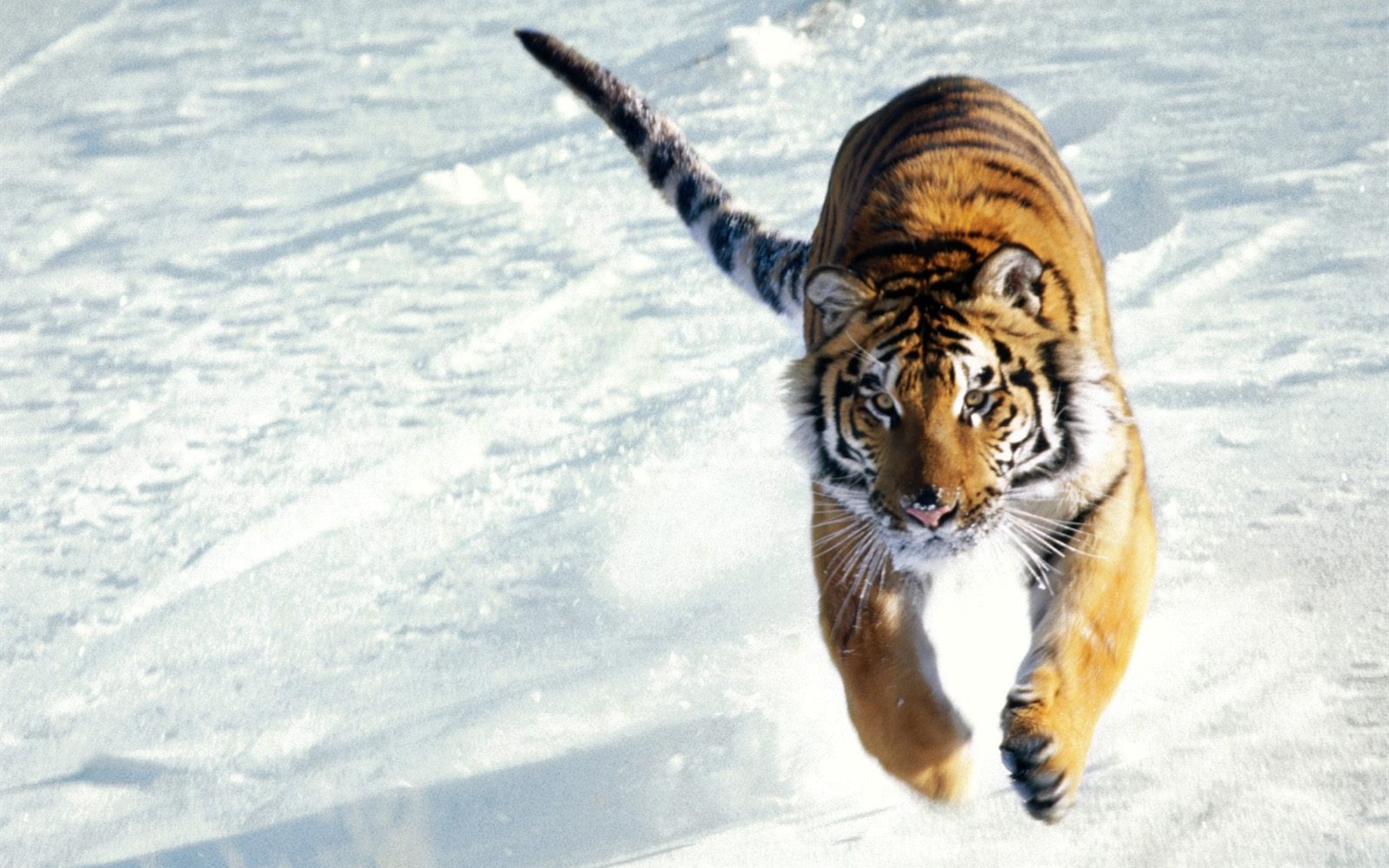 Tiger Photo Wallpaper (3) #5 - 1680x1050