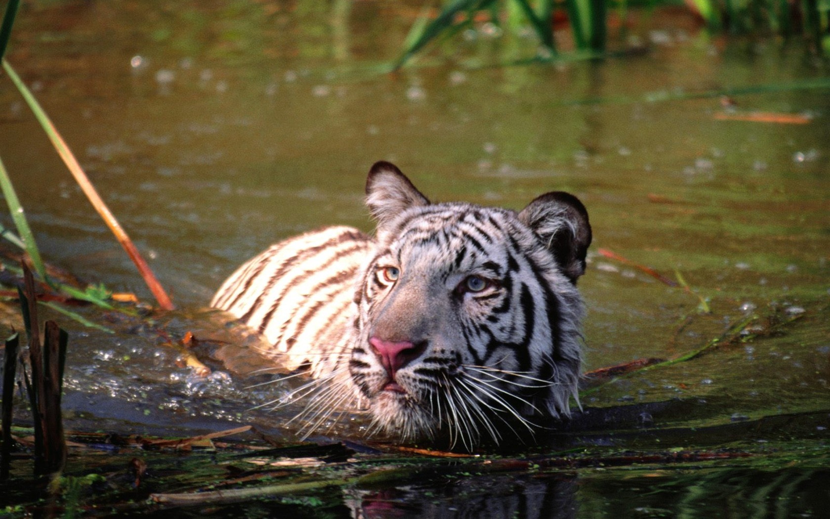 Tiger Foto tapety (3) #6 - 1680x1050
