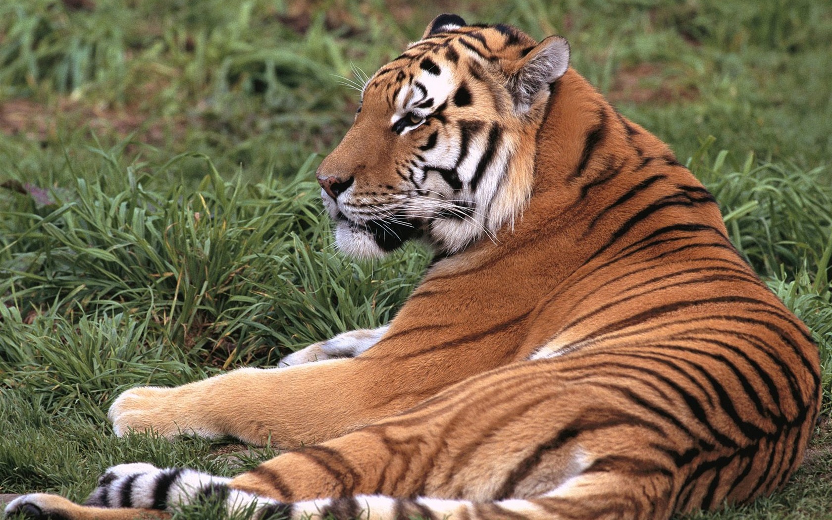 Tiger Foto tapety (3) #7 - 1680x1050