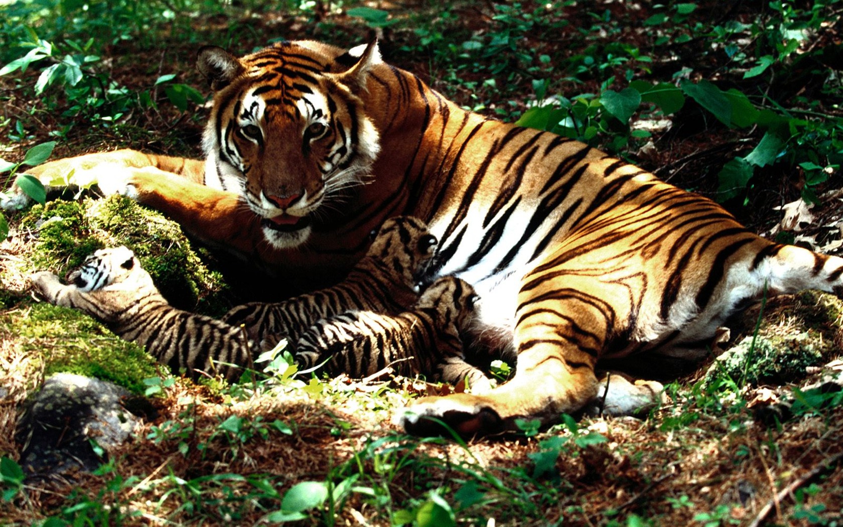 Tiger Foto tapety (3) #8 - 1680x1050