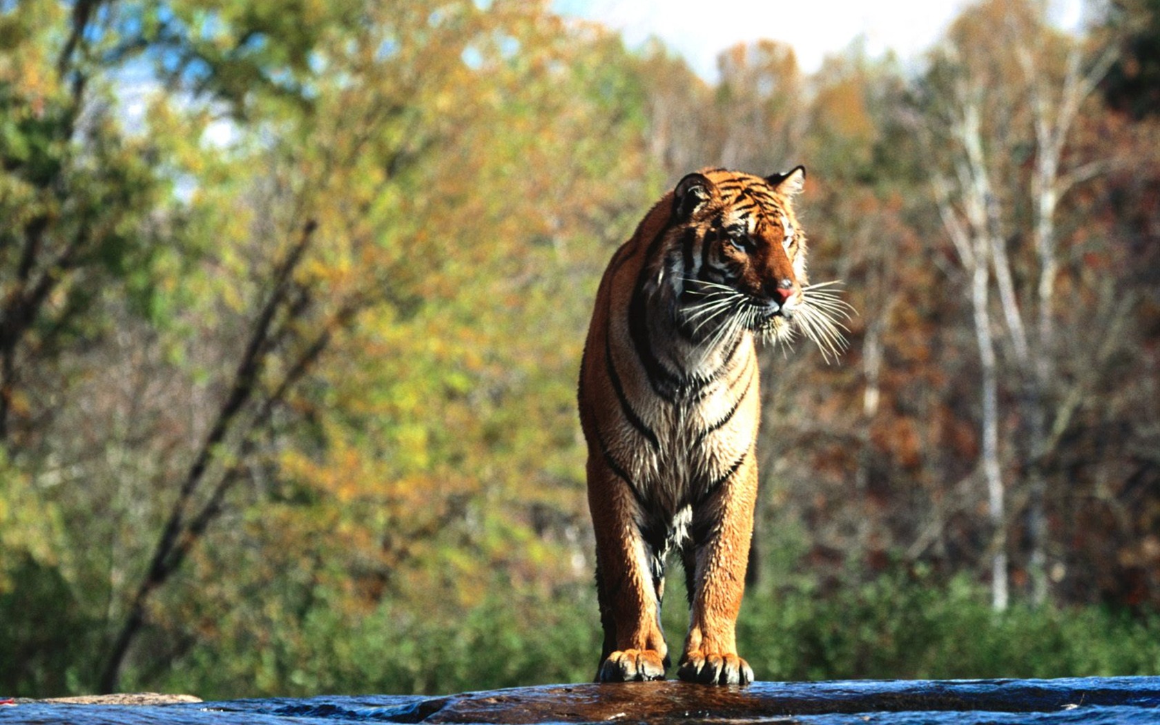 Tiger Foto tapety (3) #9 - 1680x1050