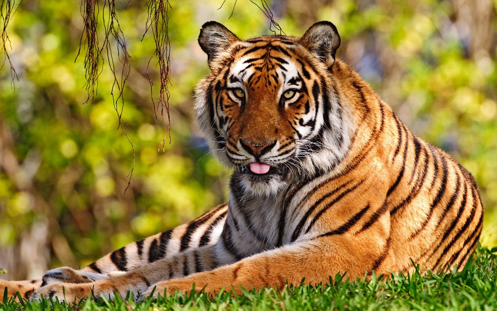 Tiger Foto tapety (3) #10 - 1680x1050