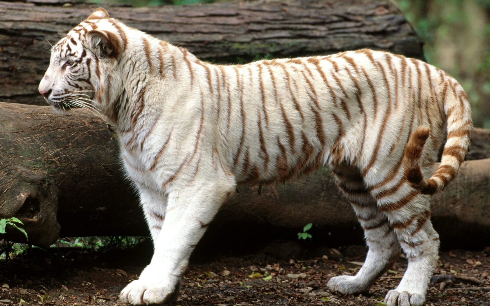 Tiger Foto tapety (3) #15 - 1680x1050
