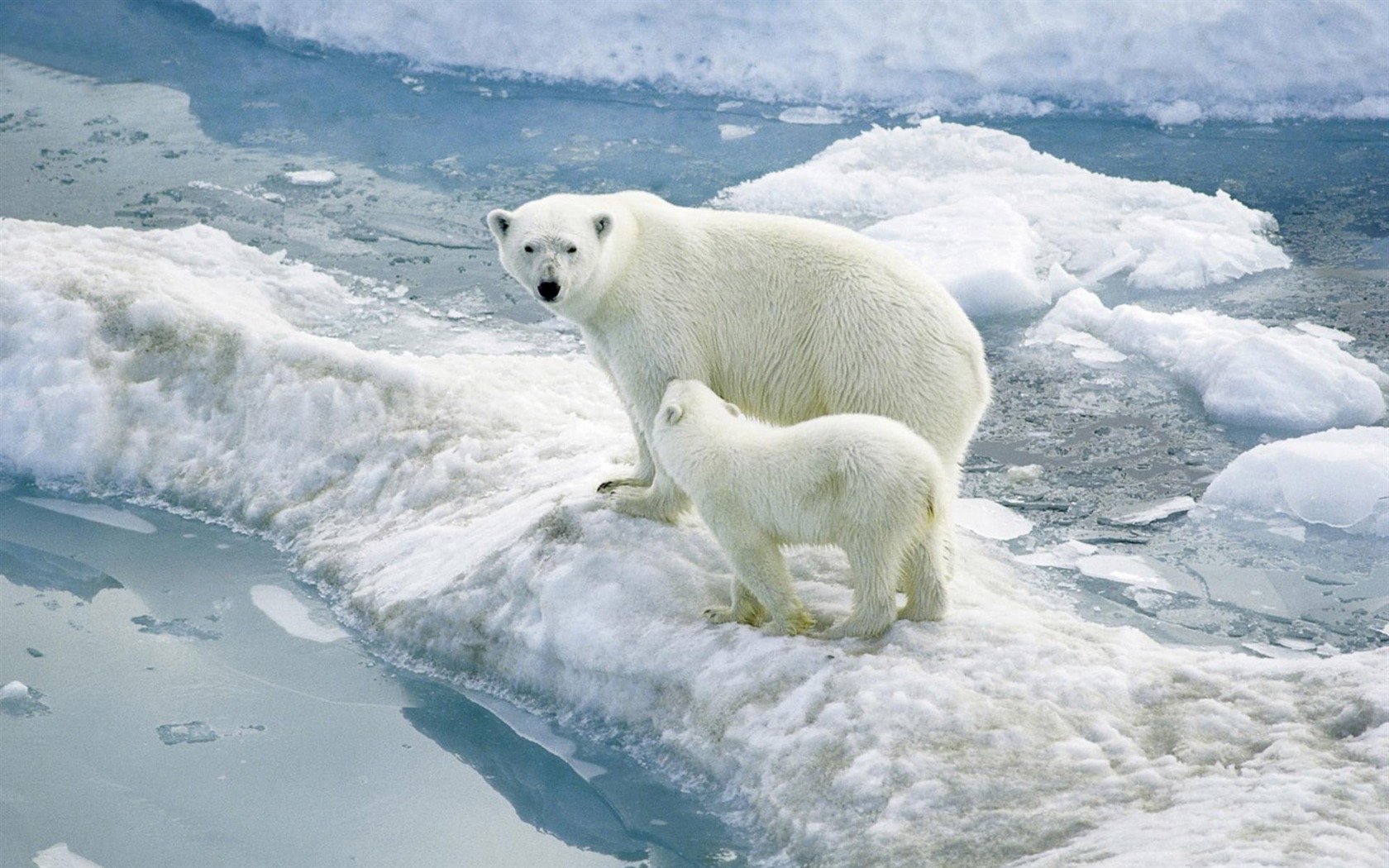 Polar Bear Foto Wallpaper #2 - 1680x1050