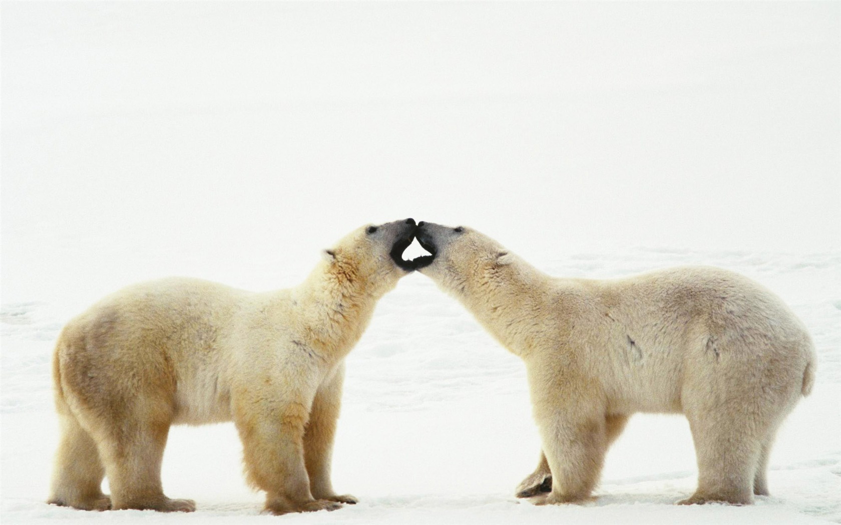 Polar Bear Foto Wallpaper #19 - 1680x1050