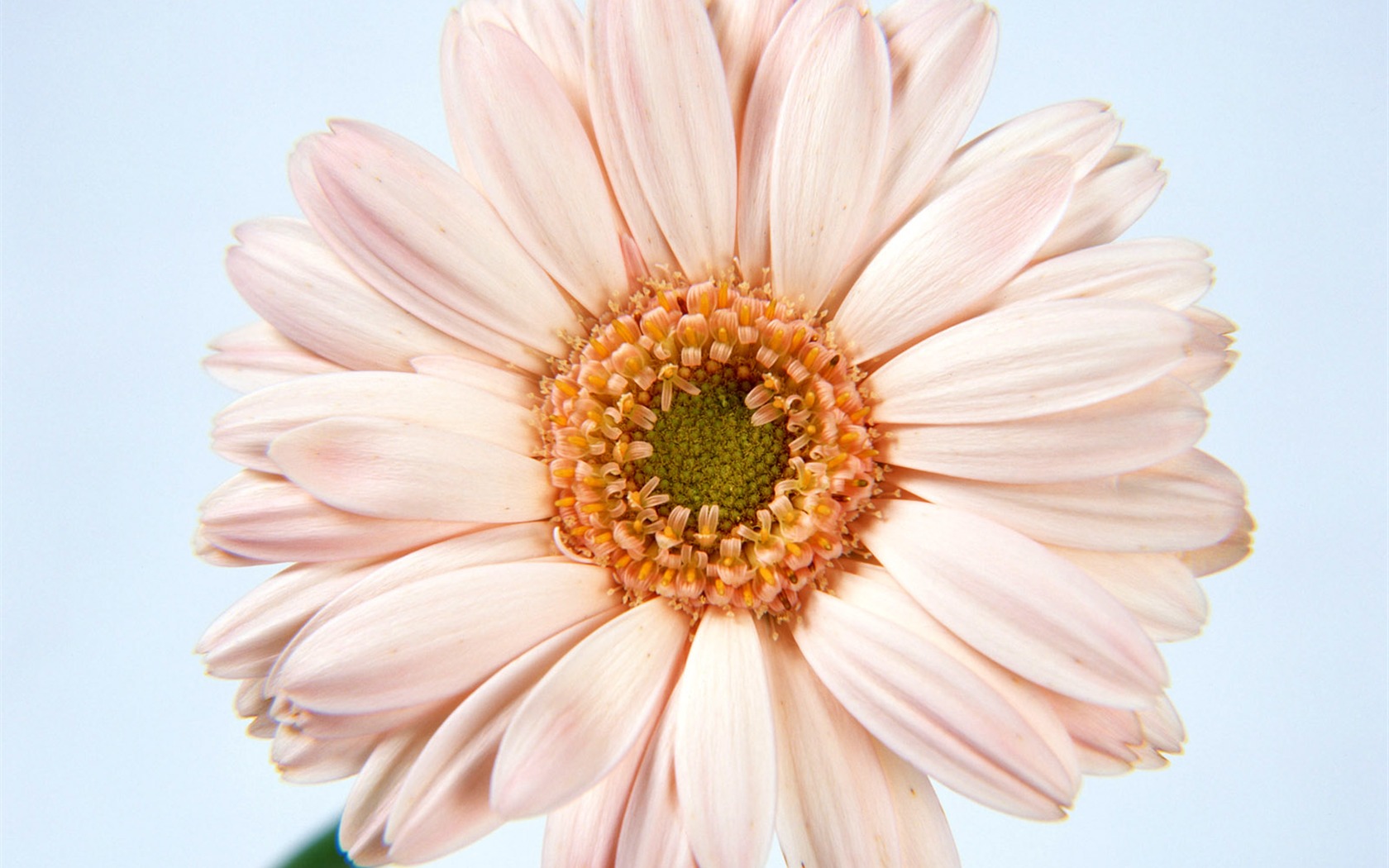 Flowers close-up (17) #14 - 1680x1050