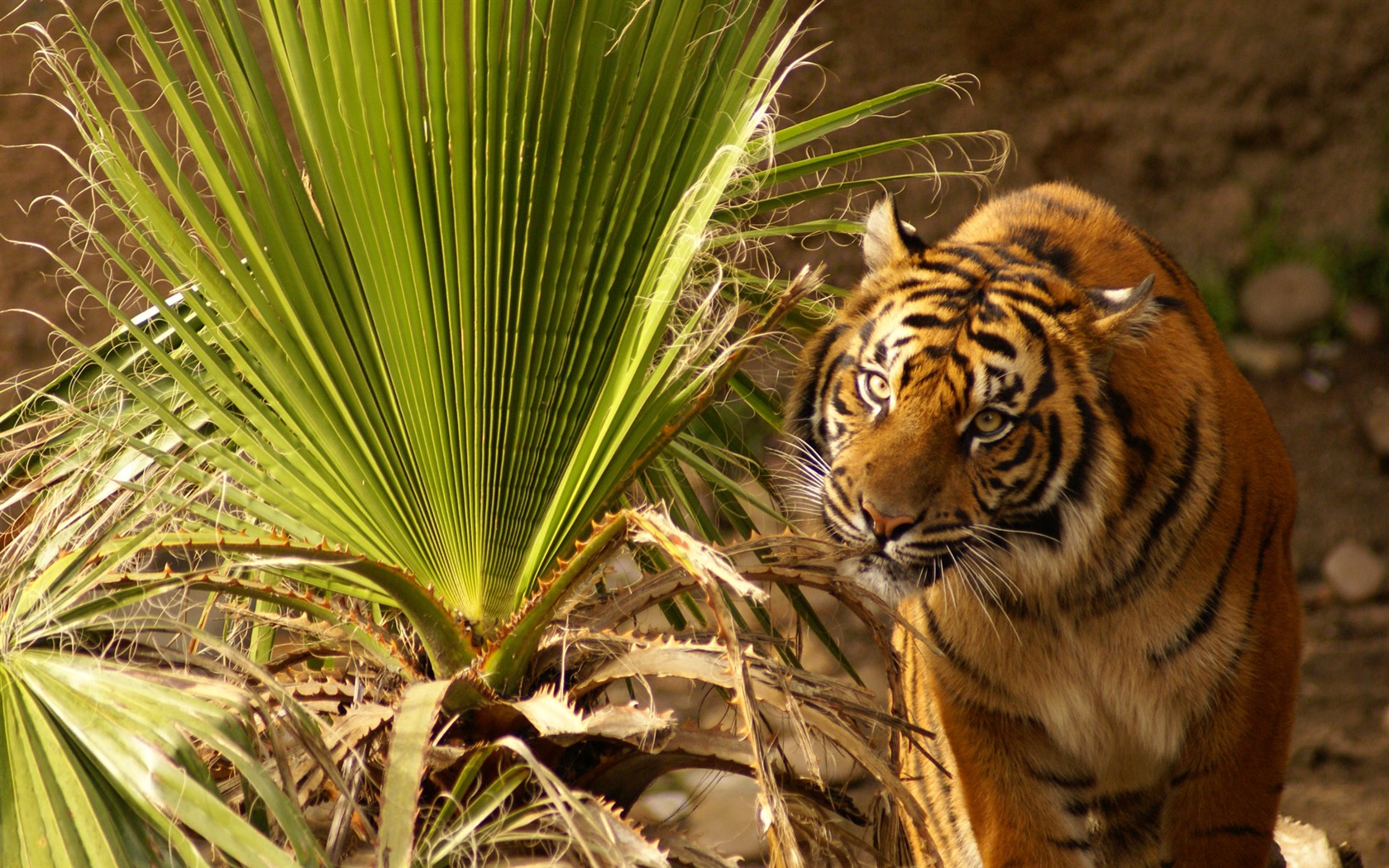 Tiger Foto tapety (4) #4 - 1680x1050