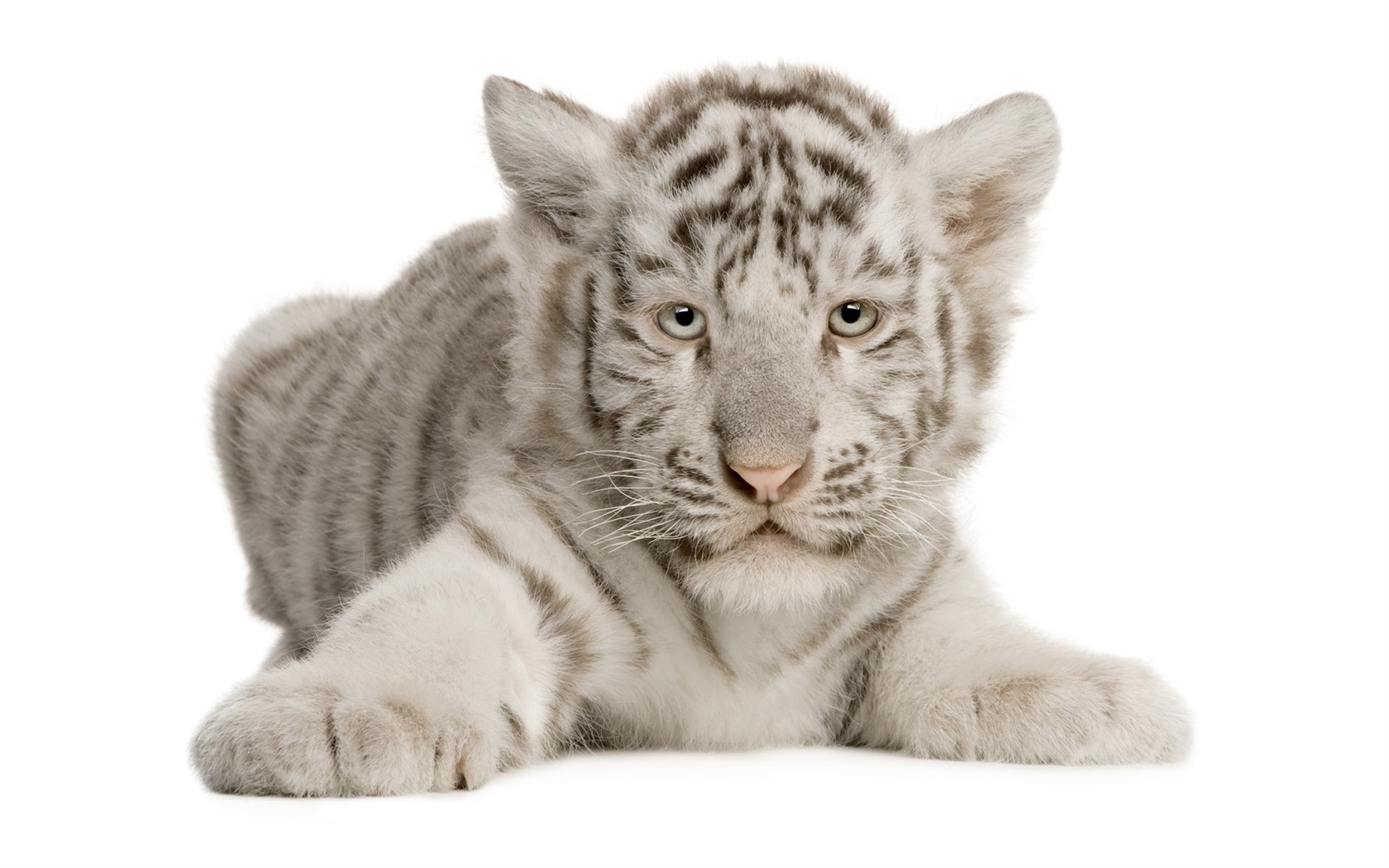 Tiger Foto tapety (4) #8 - 1680x1050
