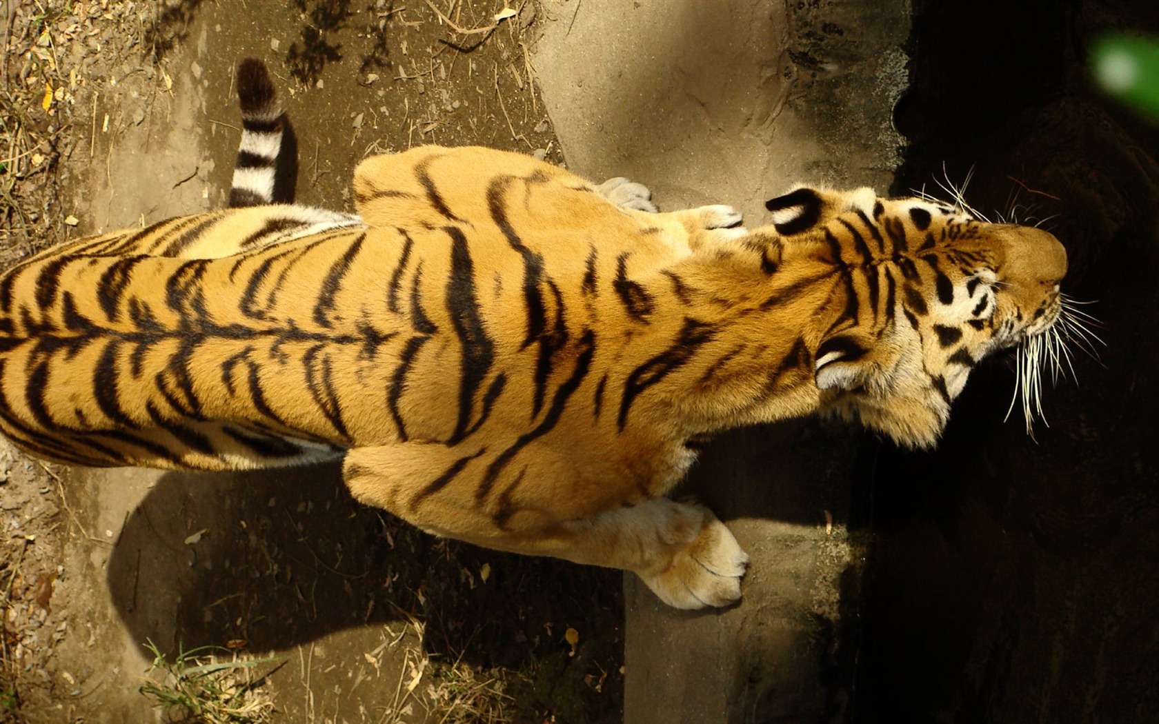 Tiger Foto tapety (4) #9 - 1680x1050