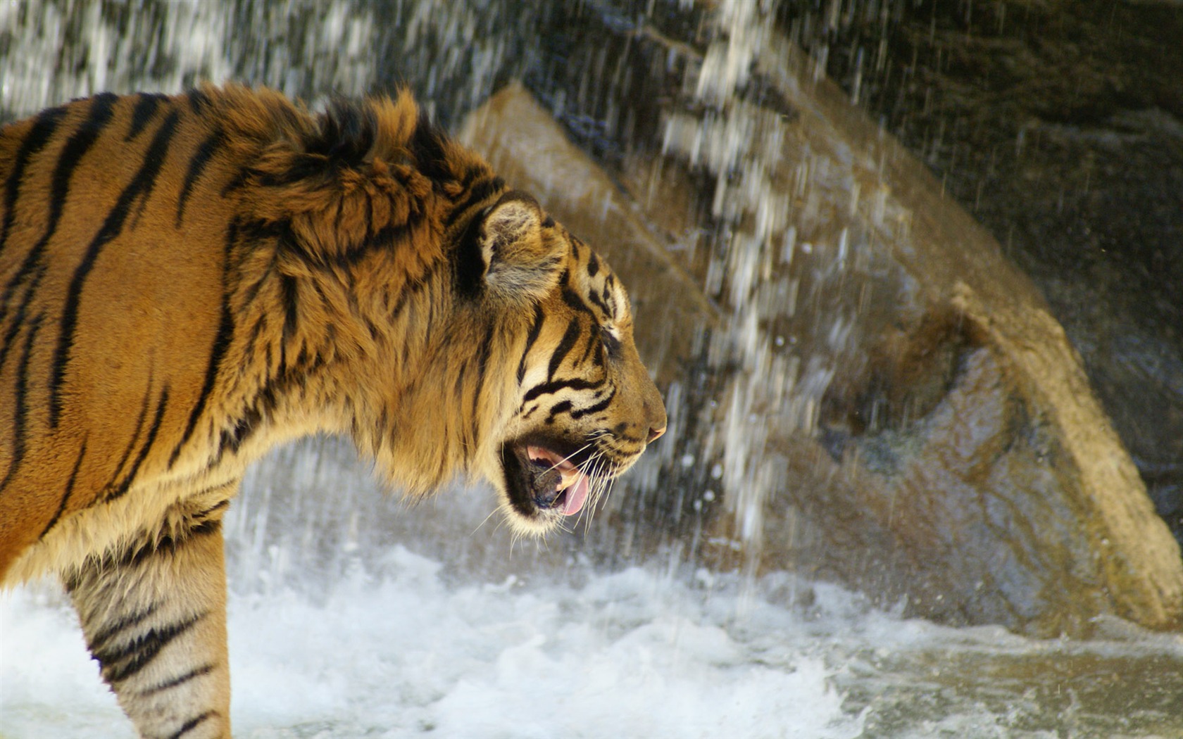 Tiger Foto tapety (4) #12 - 1680x1050