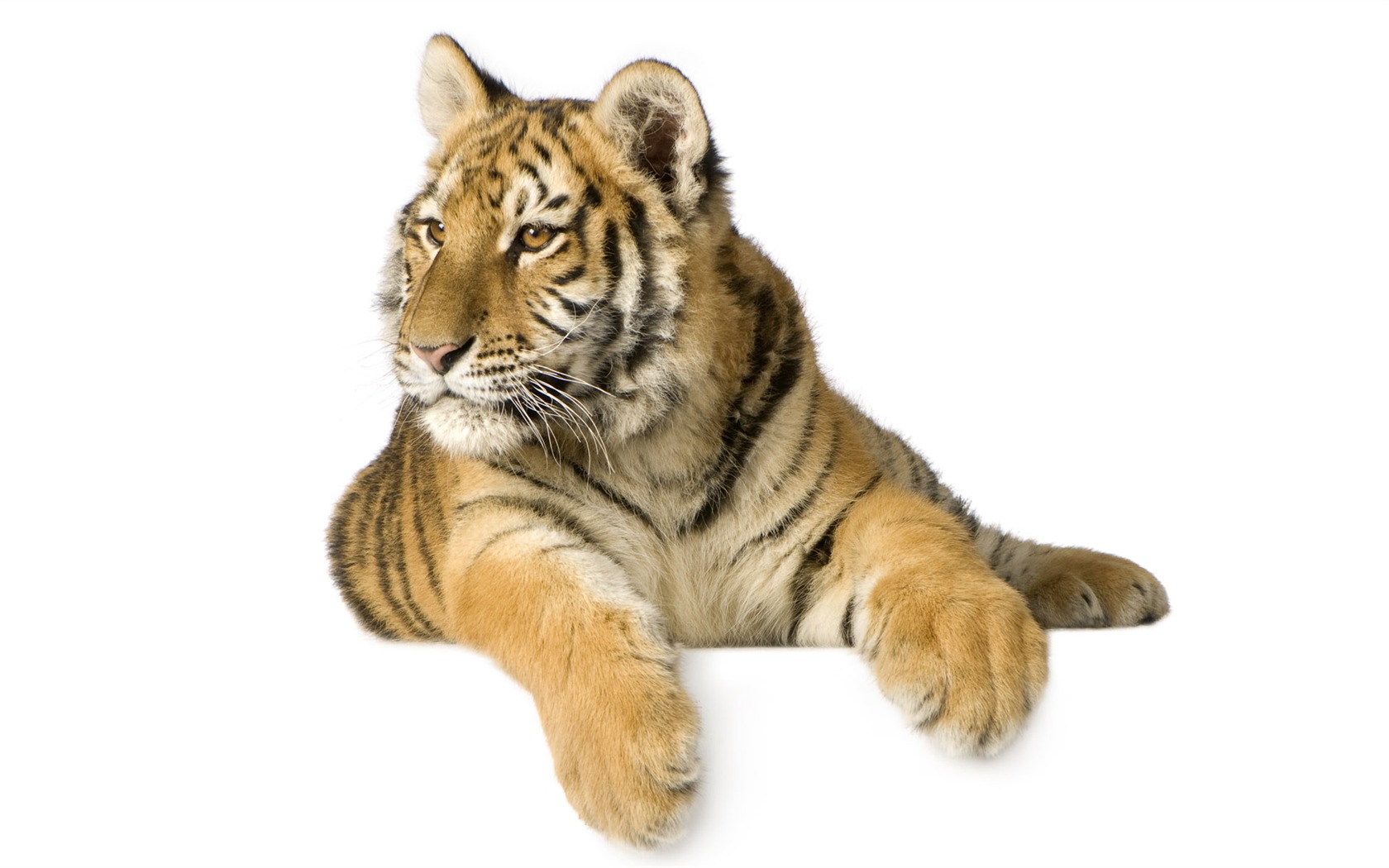 Tiger Foto tapety (4) #13 - 1680x1050