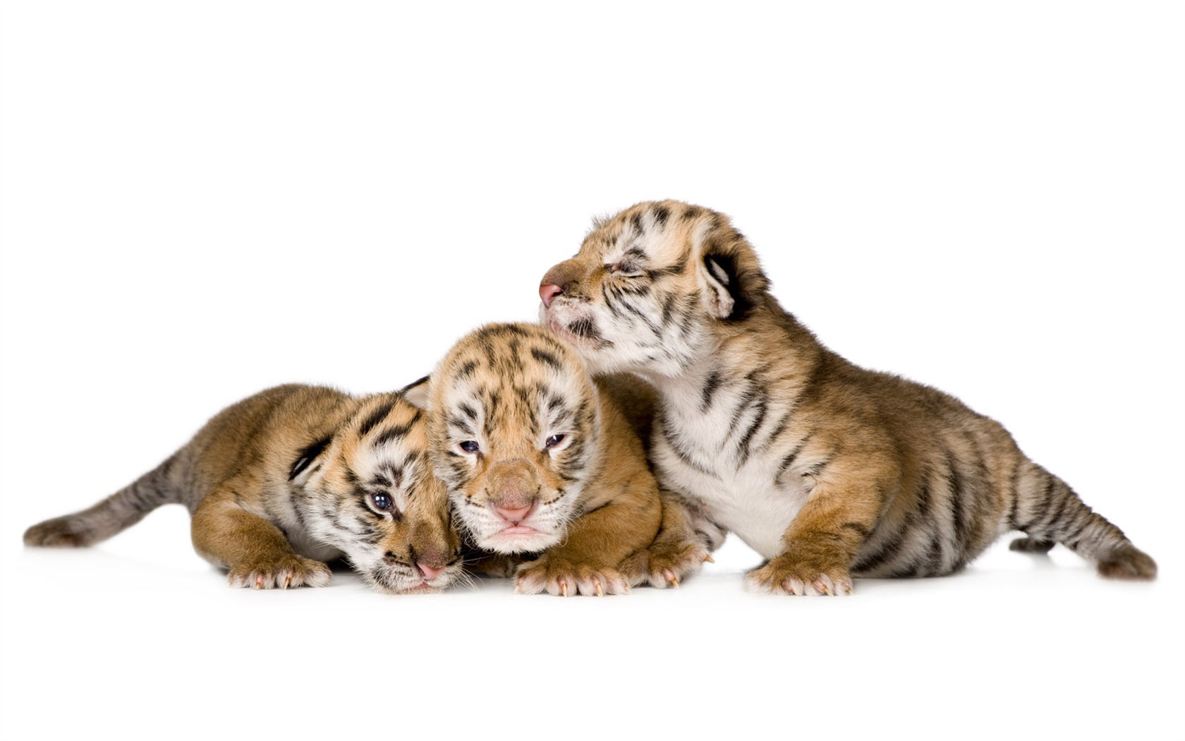 Tiger Photo Wallpaper (4) #14 - 1680x1050
