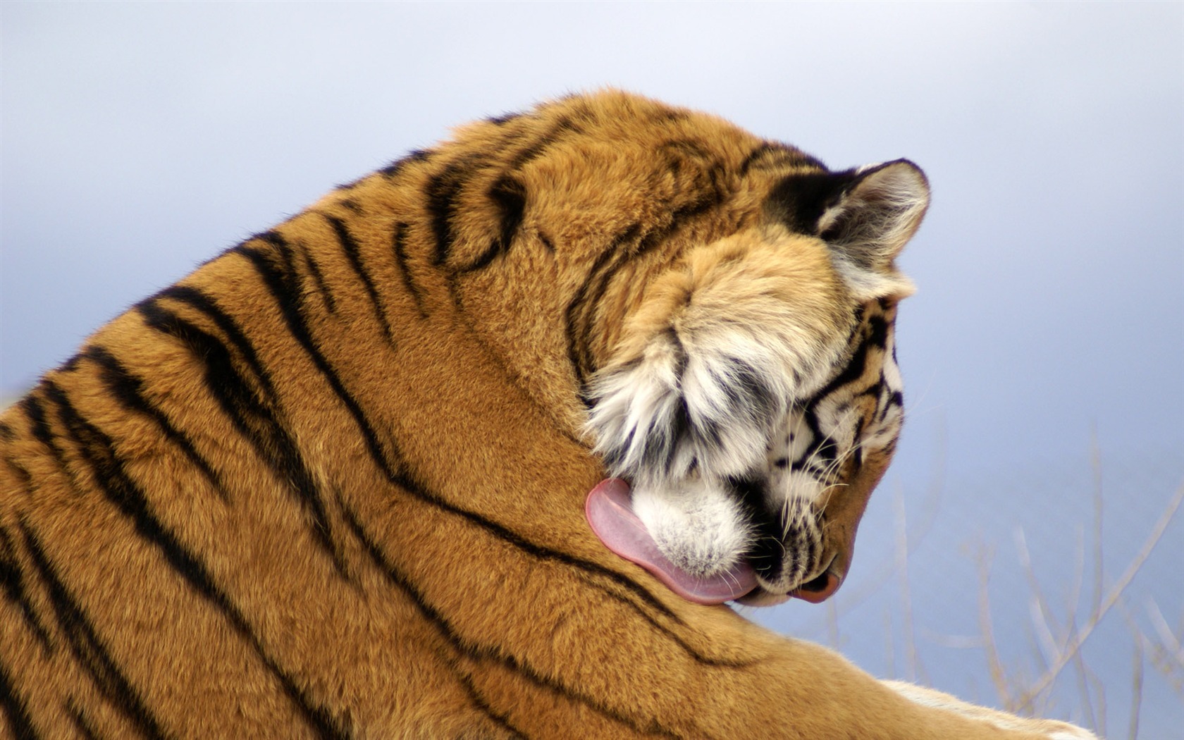 Fond d'écran Tiger Photo (4) #15 - 1680x1050