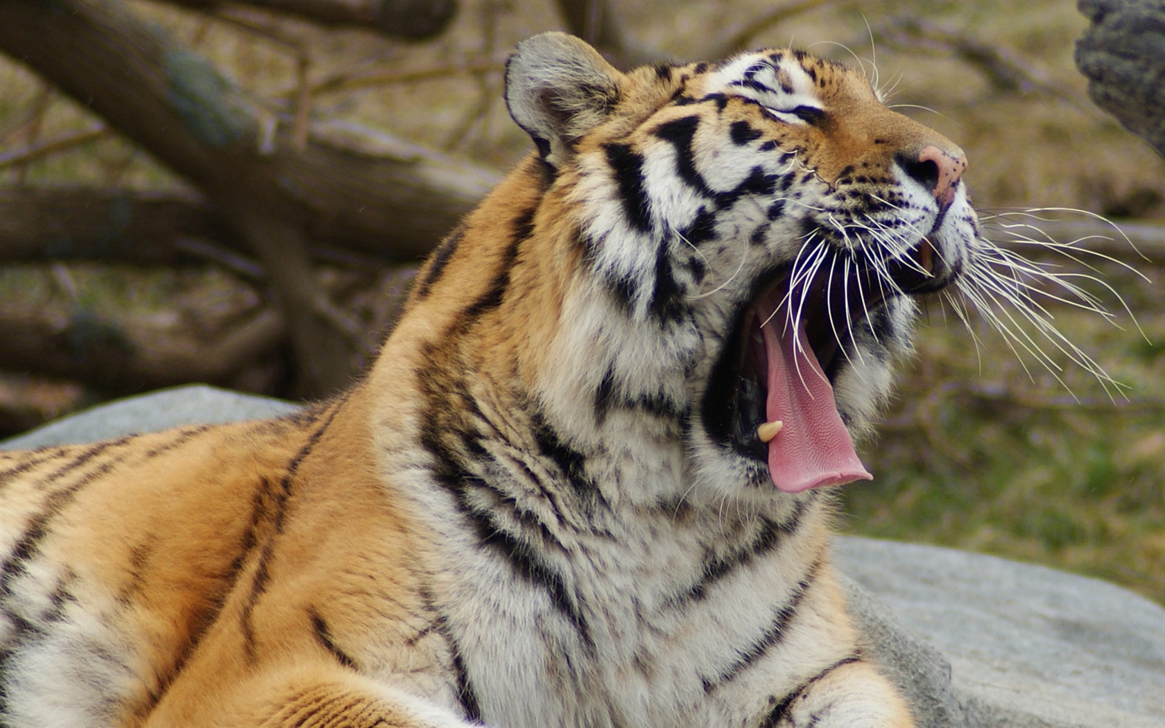 Tiger Foto tapety (4) #16 - 1680x1050