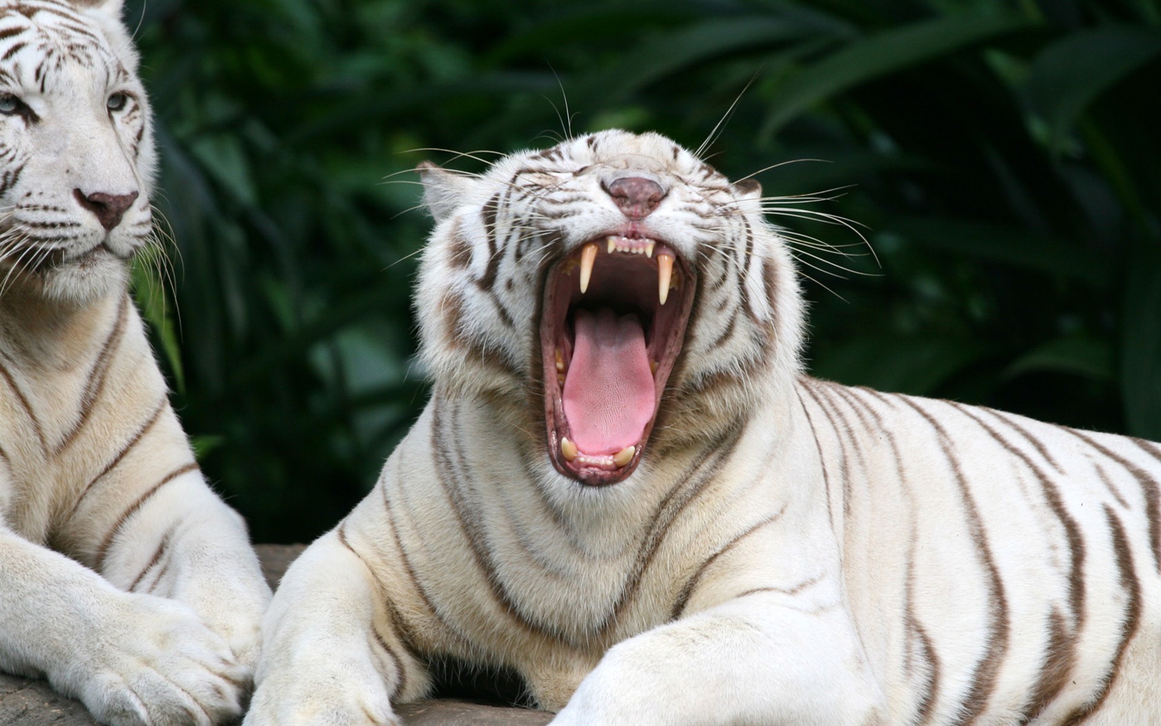 Tiger Foto tapety (4) #17 - 1680x1050