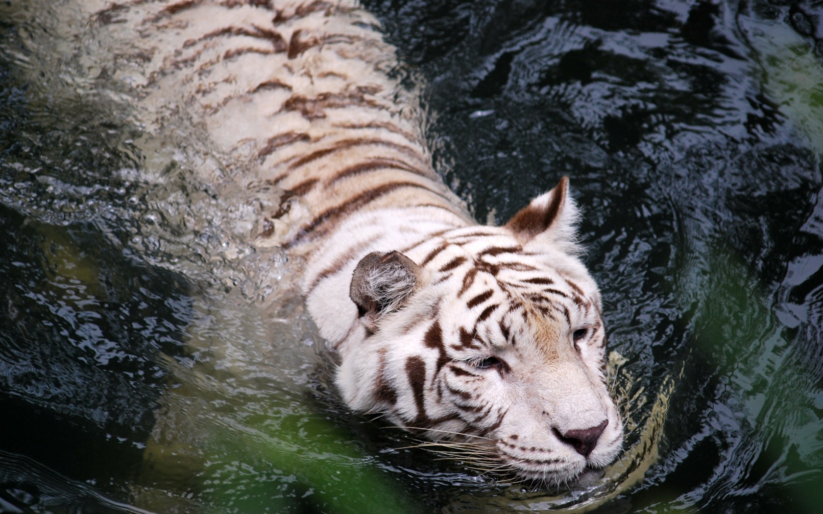 Fond d'écran Tiger Photo (4) #18 - 1680x1050