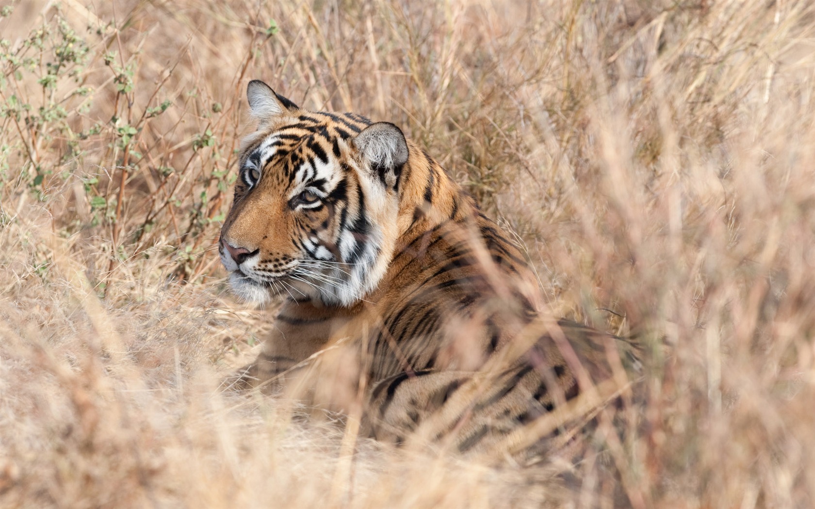 Fond d'écran Tiger Photo (4) #19 - 1680x1050