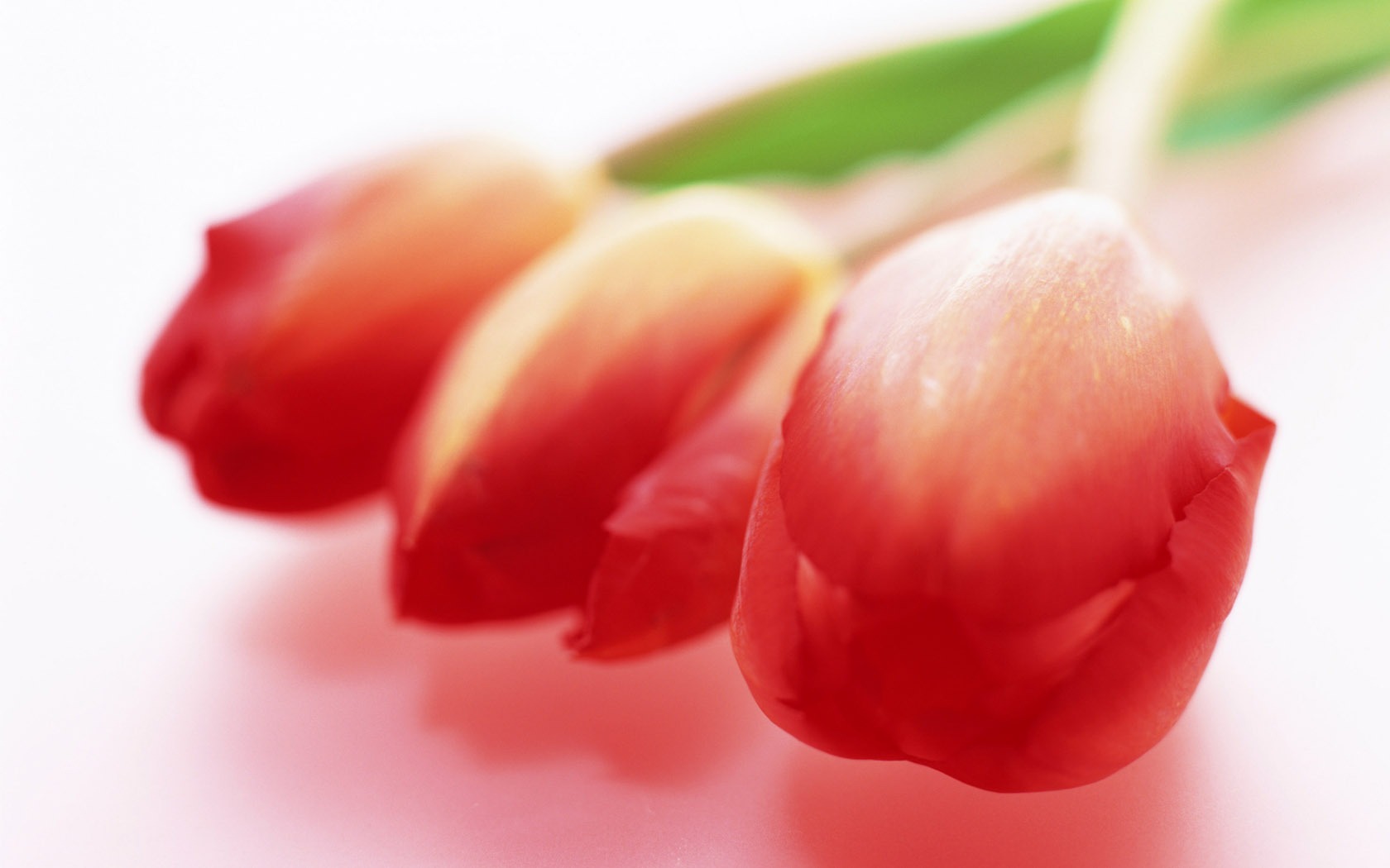 Tulip širokoúhlý Tapeta #5 - 1680x1050