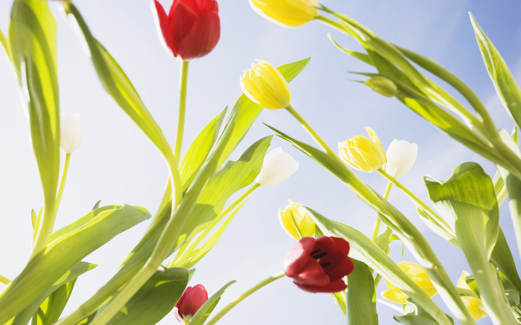 Tulip širokoúhlý Tapeta #7 - 1680x1050