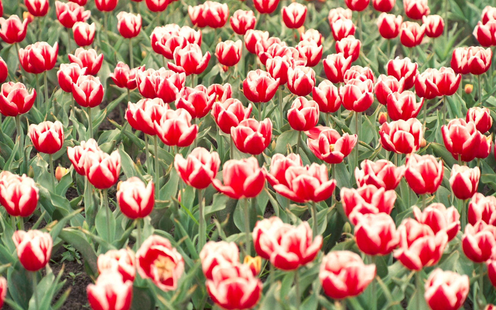 Tulip širokoúhlý Tapeta #9 - 1680x1050