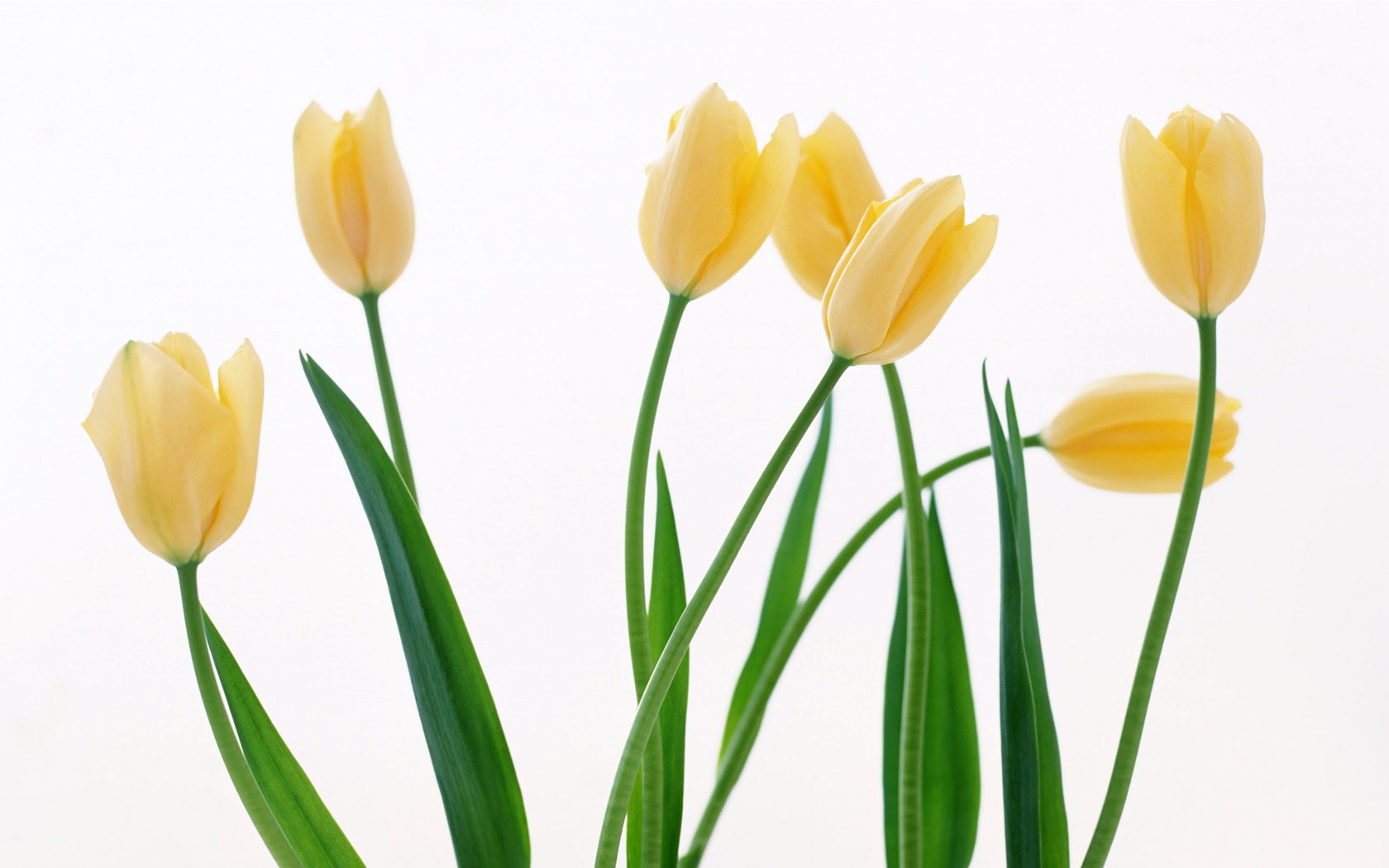 Tulip širokoúhlý Tapeta #10 - 1680x1050