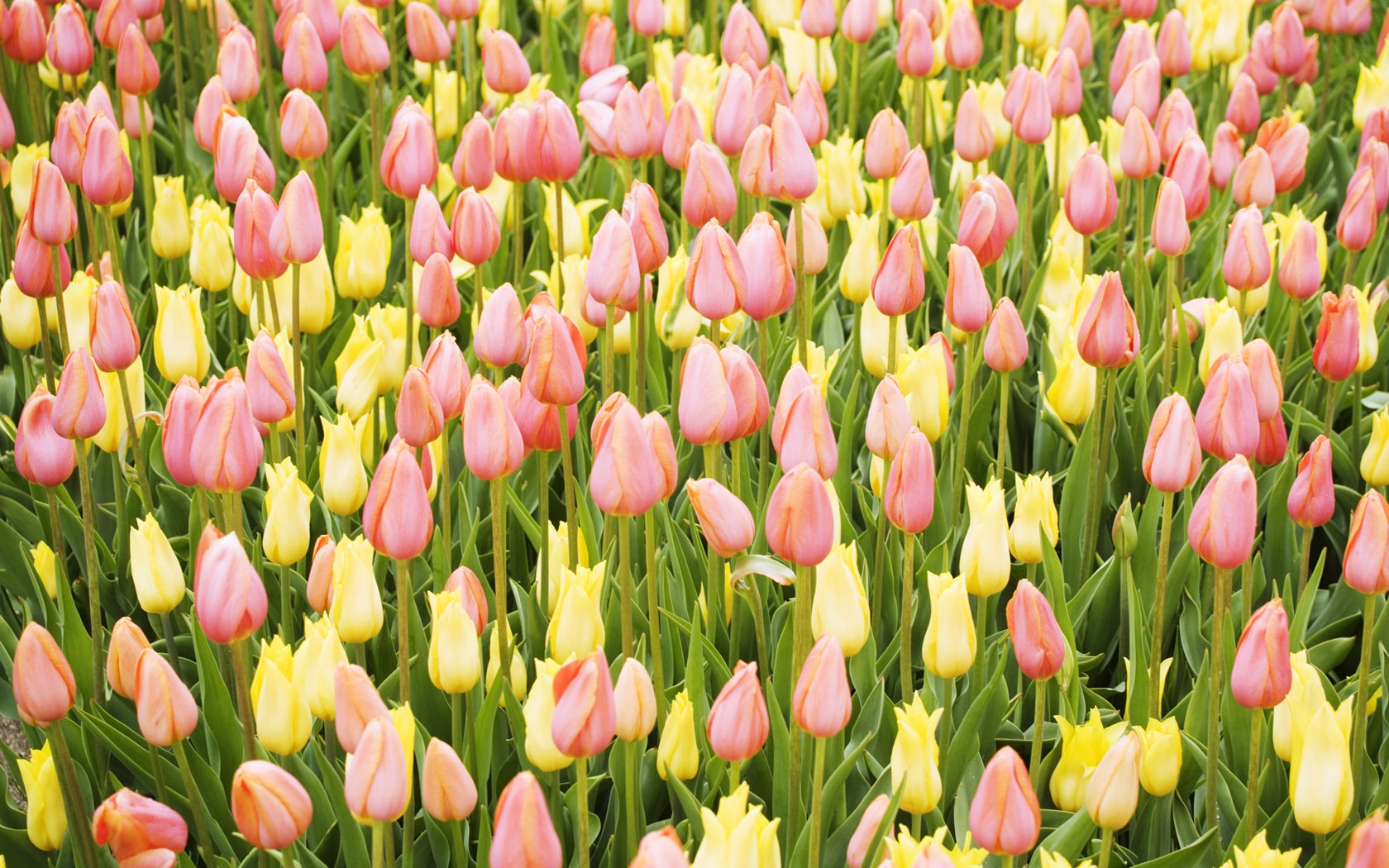 Tulip širokoúhlý Tapeta #11 - 1680x1050