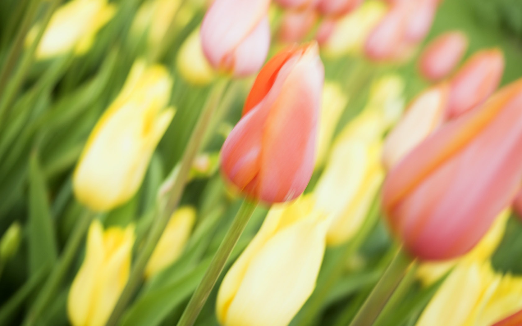 Tulip širokoúhlý Tapeta #14 - 1680x1050