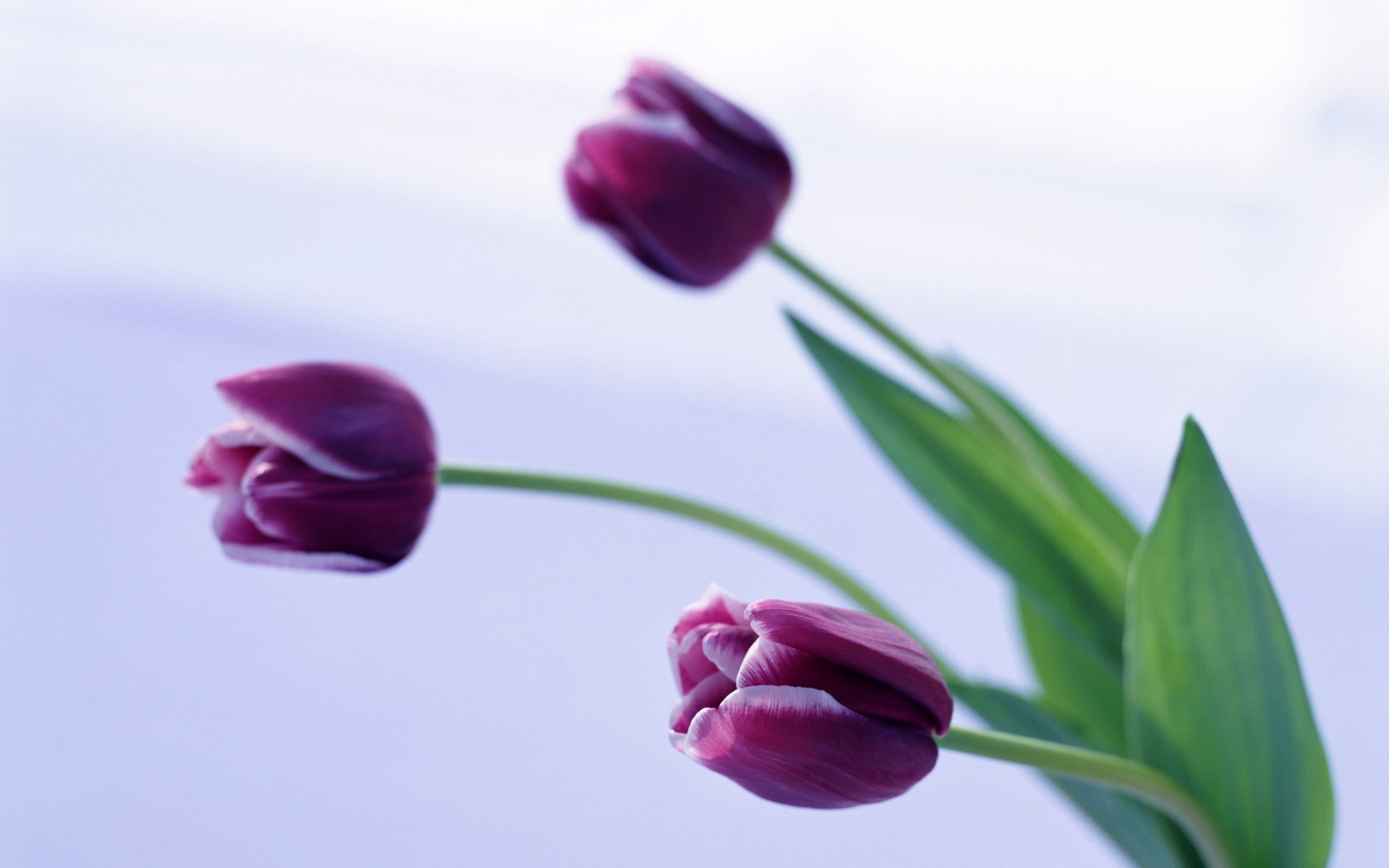 Fond d'écran Widescreen Tulip #15 - 1680x1050