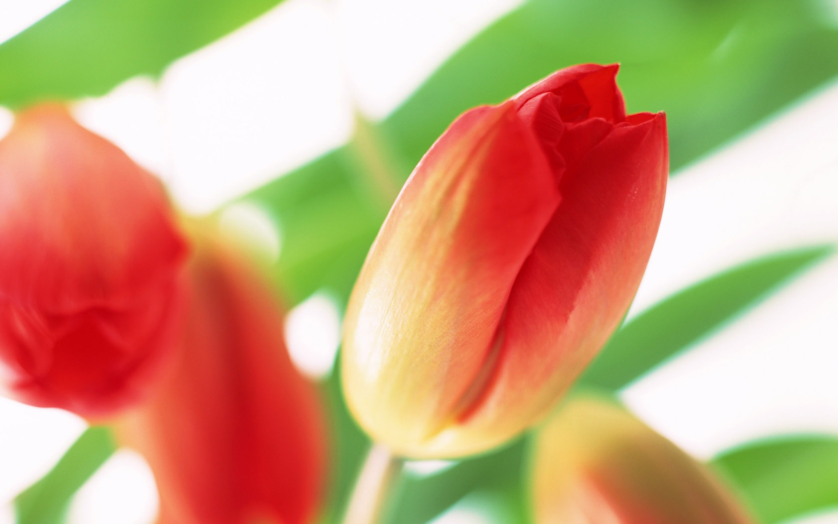 Tulip Widescreen Wallpaper #17 - 1680x1050