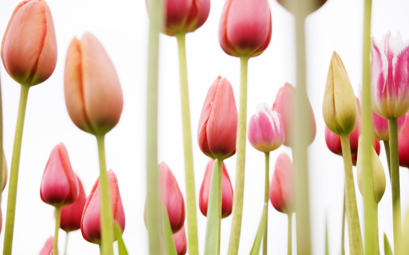 Tulip širokoúhlý Tapeta #18 - 1680x1050