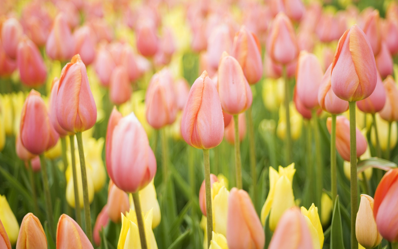 Fond d'écran Widescreen Tulip #19 - 1680x1050