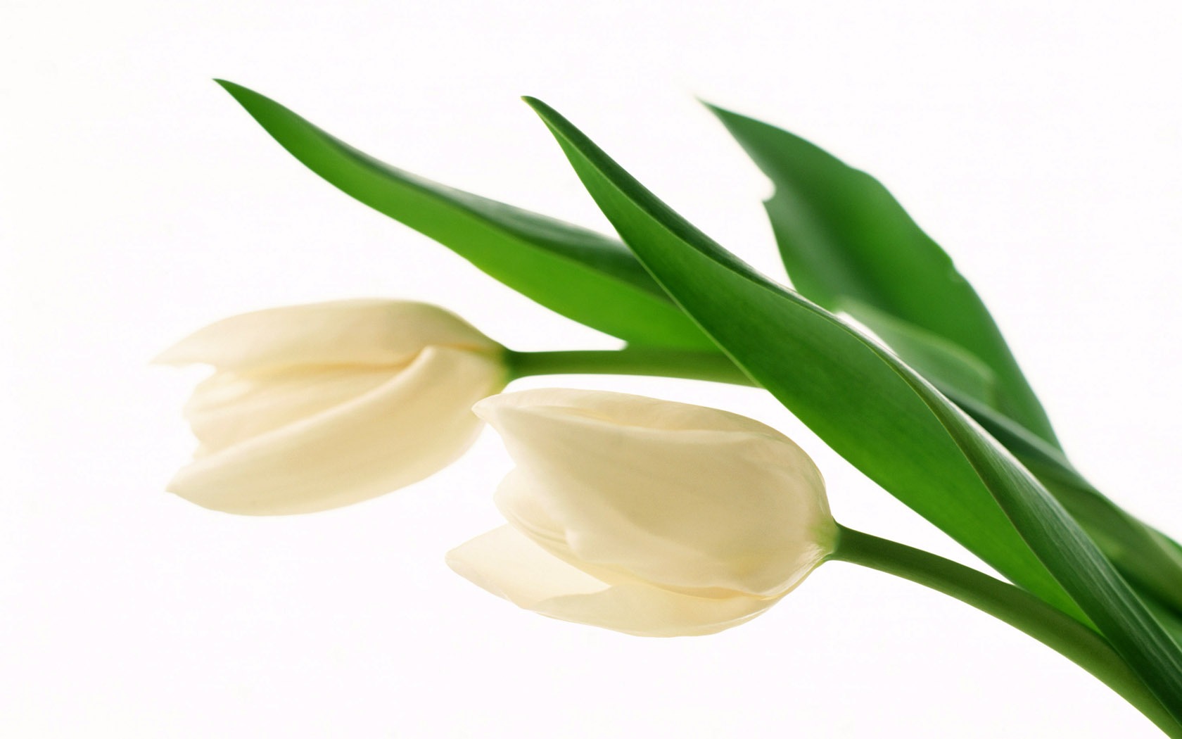 Tulip širokoúhlý Tapeta #20 - 1680x1050
