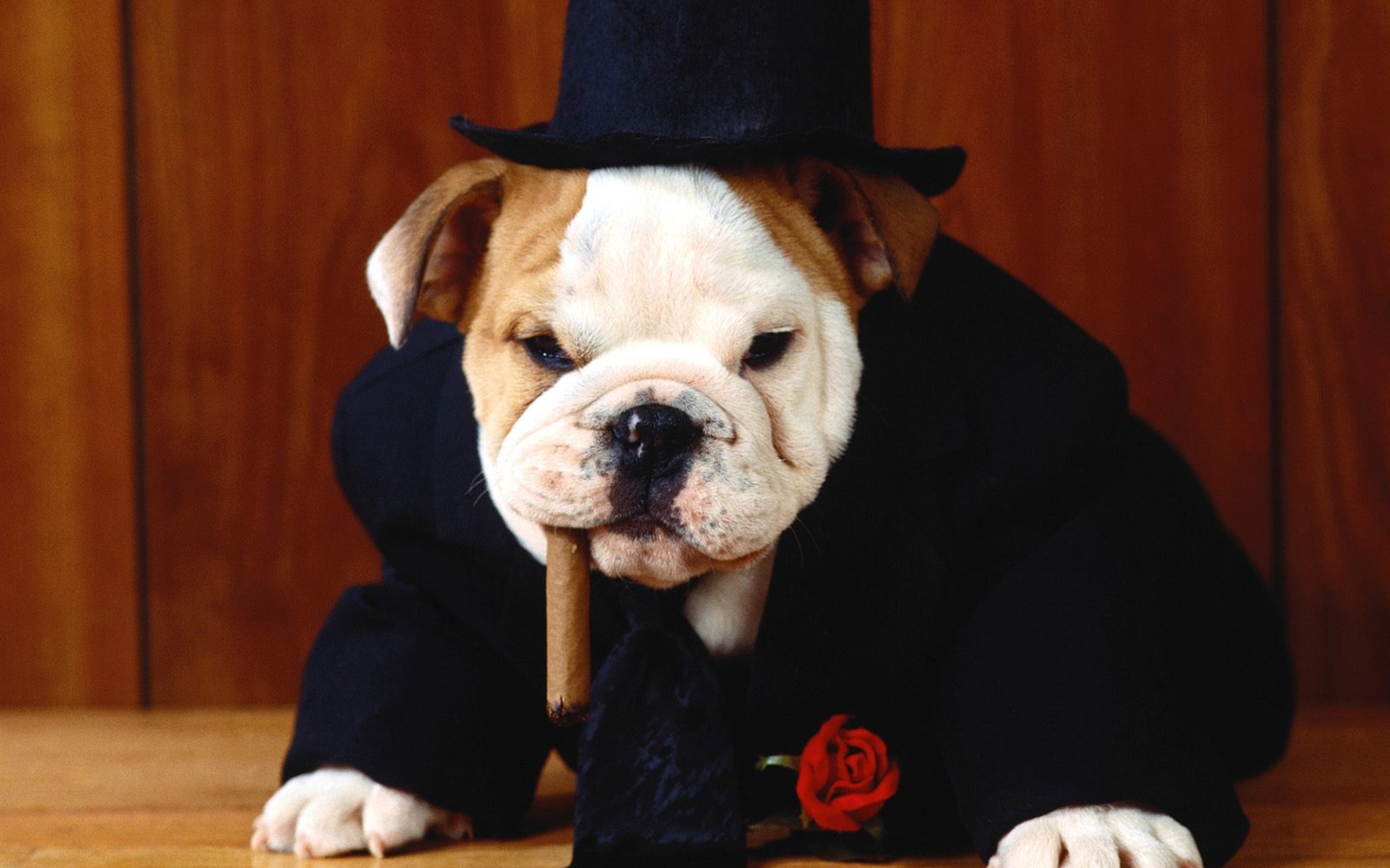 1600 dog photo wallpaper (2) #9 - 1680x1050