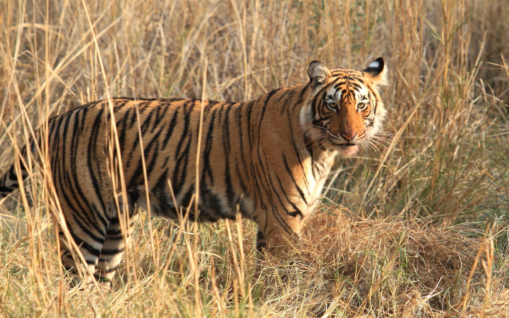Tiger Foto tapety (5) #3 - 1680x1050
