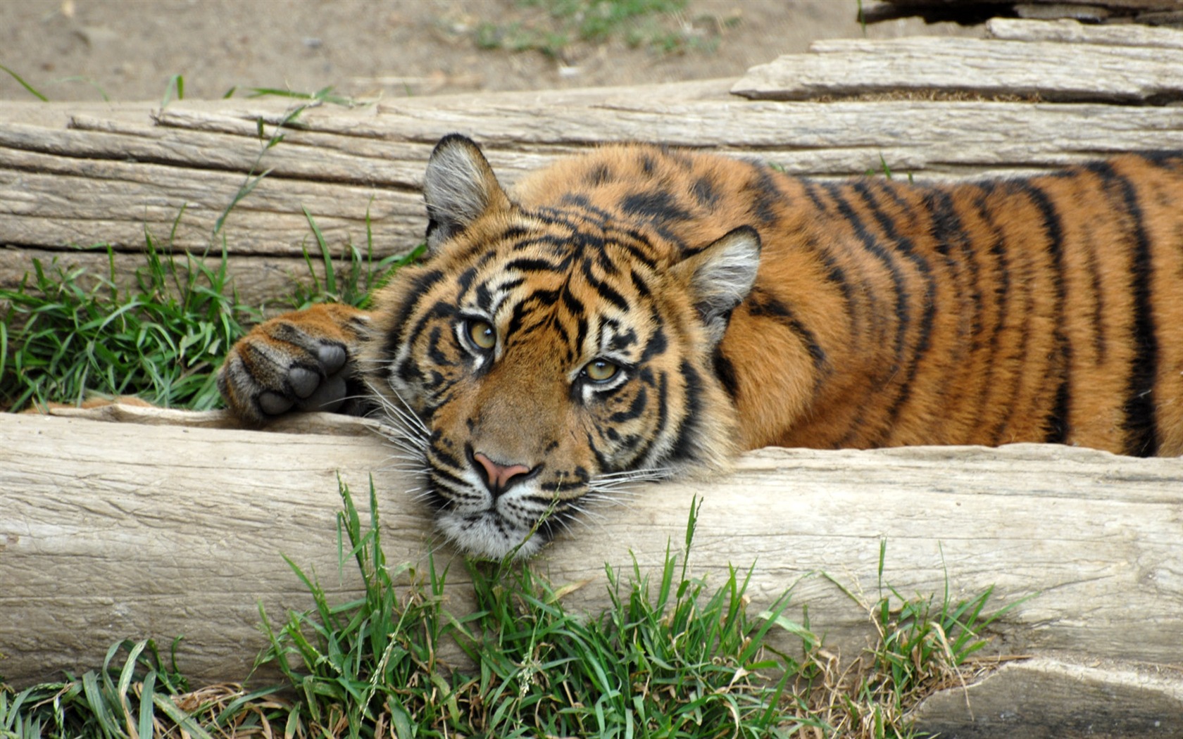 Tiger Foto tapety (5) #10 - 1680x1050