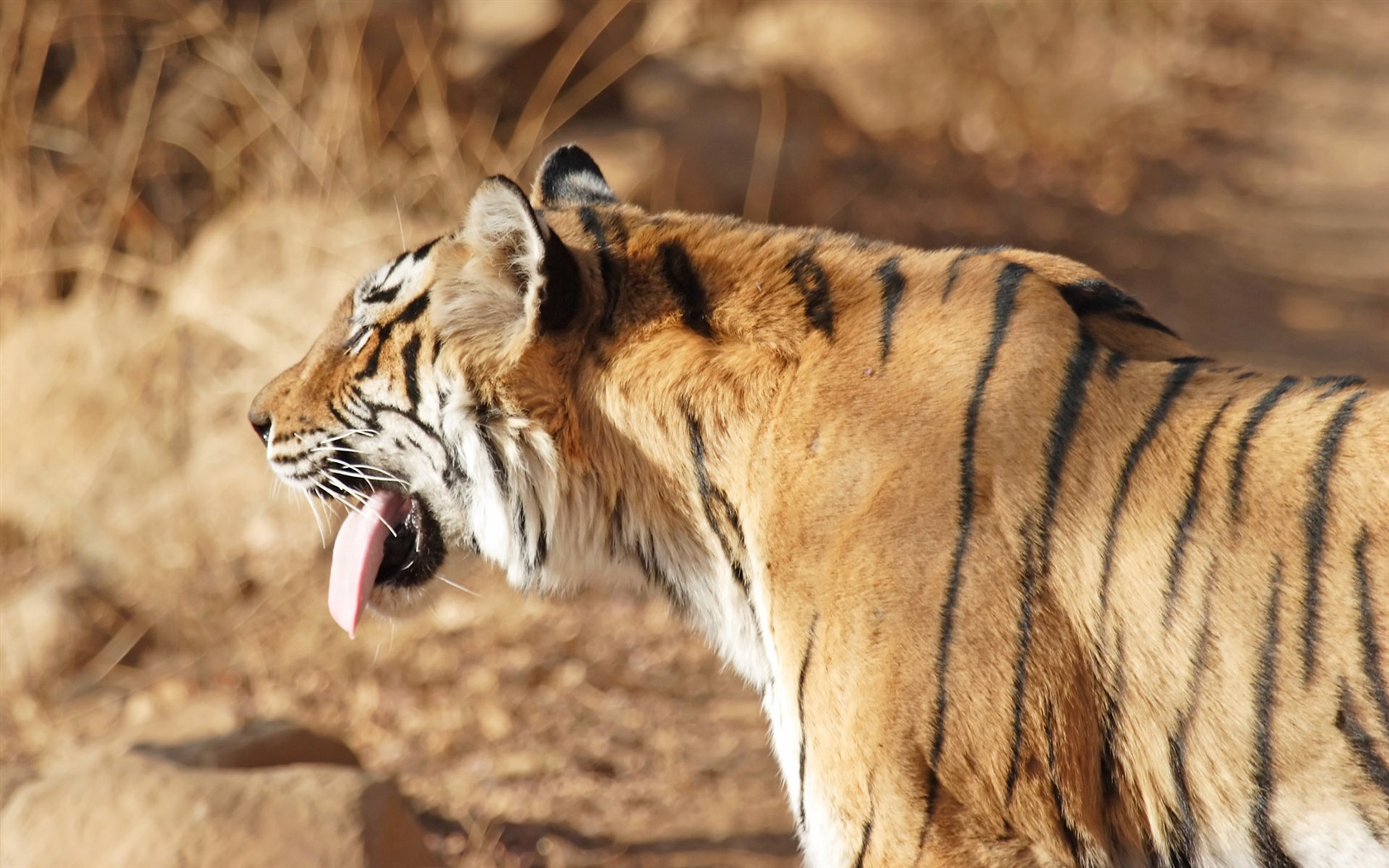 Tiger Foto tapety (5) #12 - 1680x1050