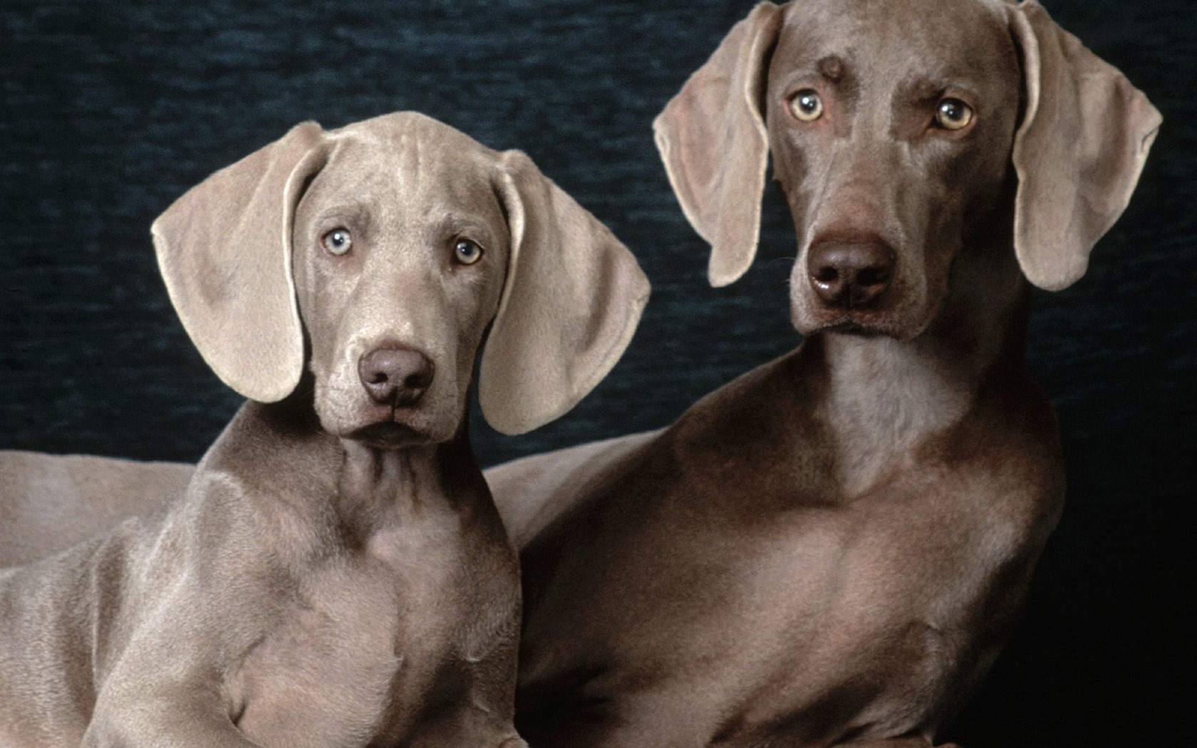 1600 dog photo wallpaper (3) #3 - 1680x1050